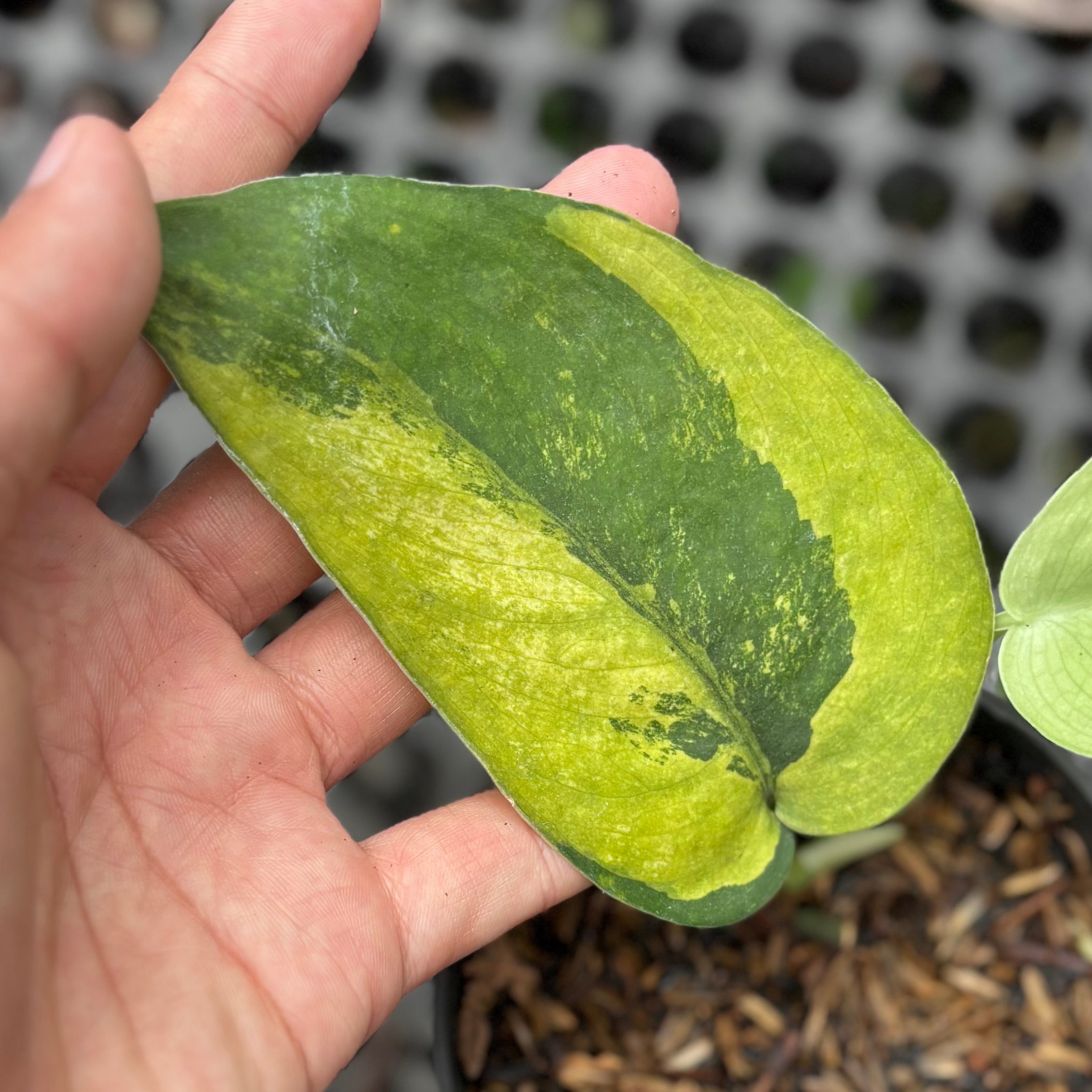 Scindapsus jadesatin Noid Variegated - Image 2