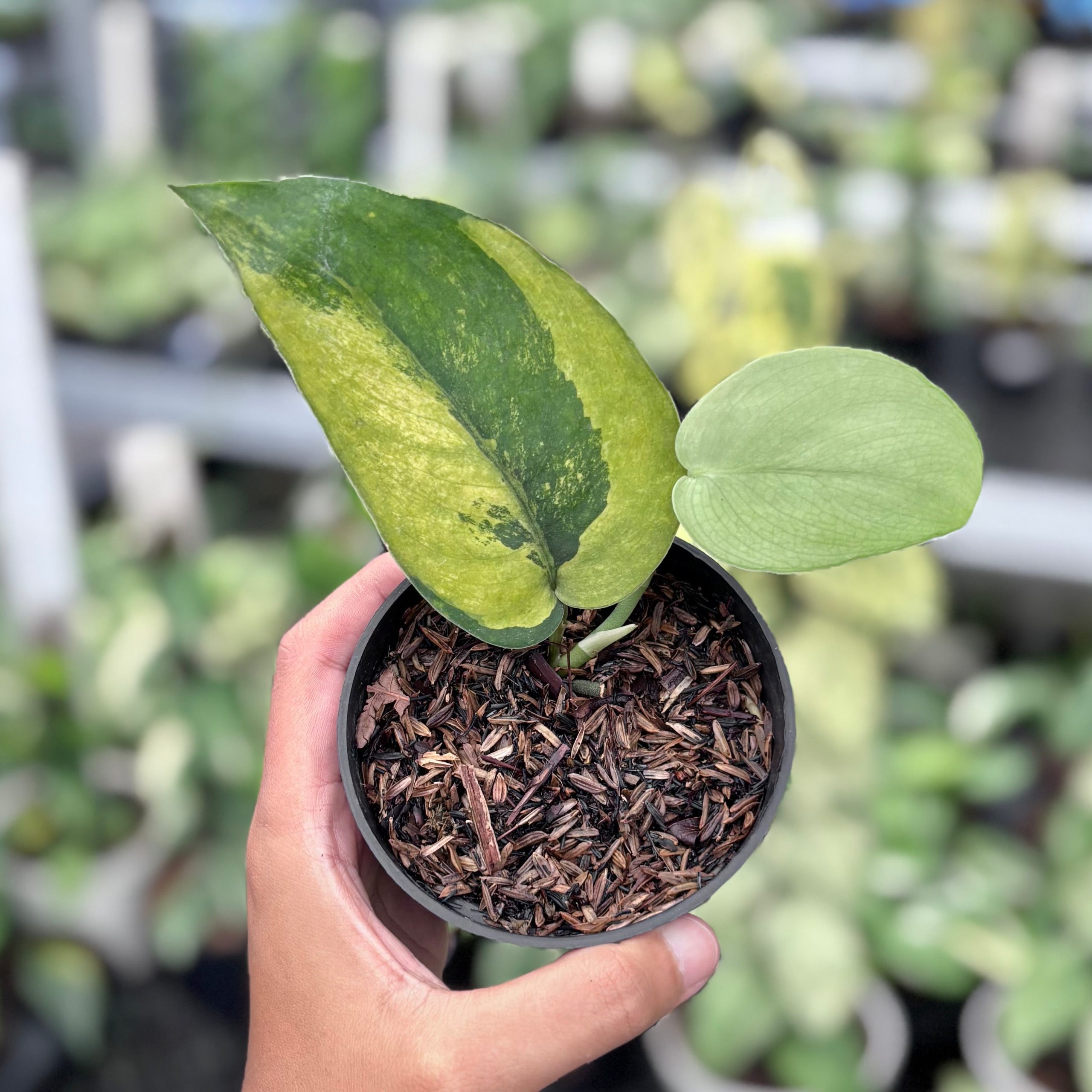 Scindapsus jadesatin Noid Variegated - Image 3