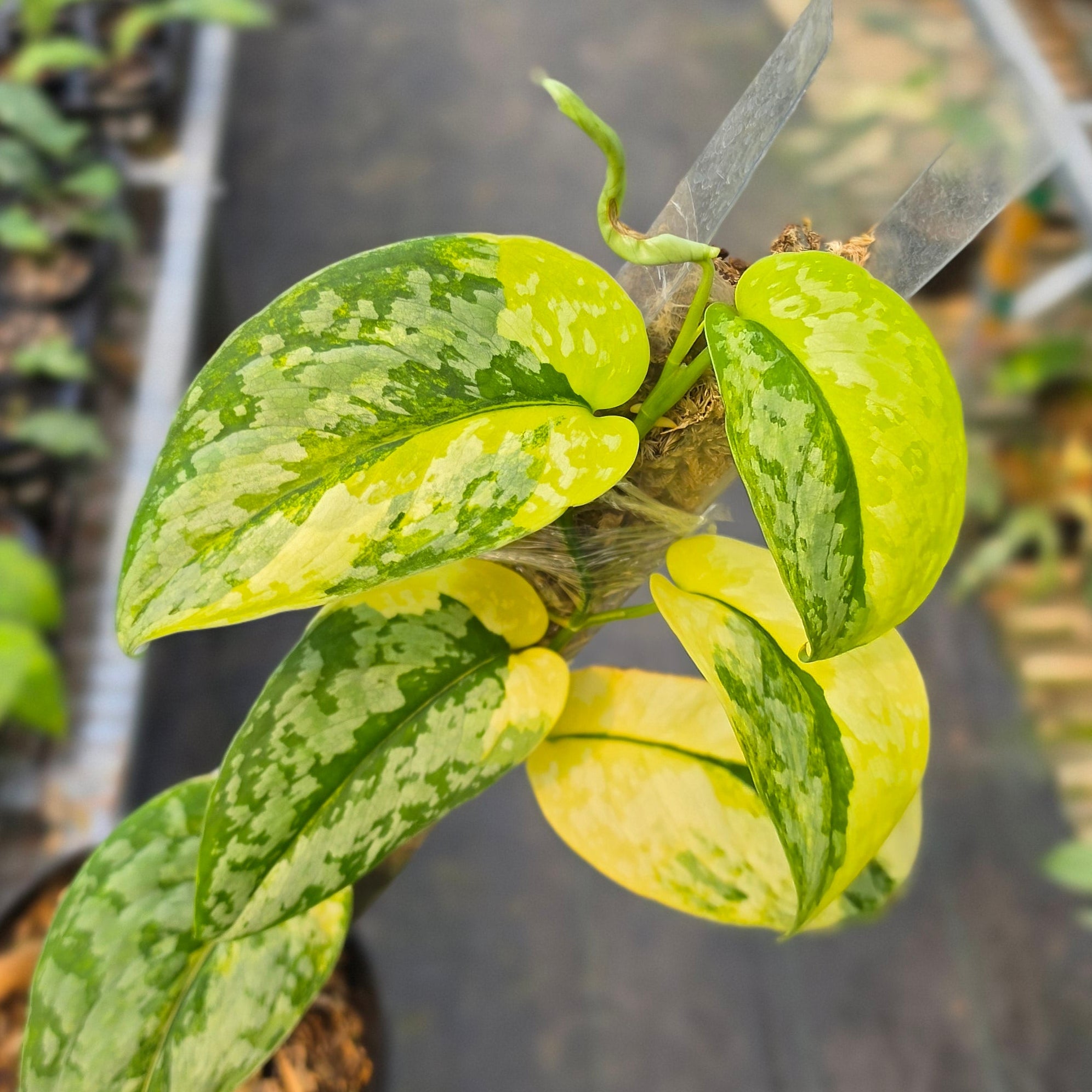 Scindapsus kencana - Image 2