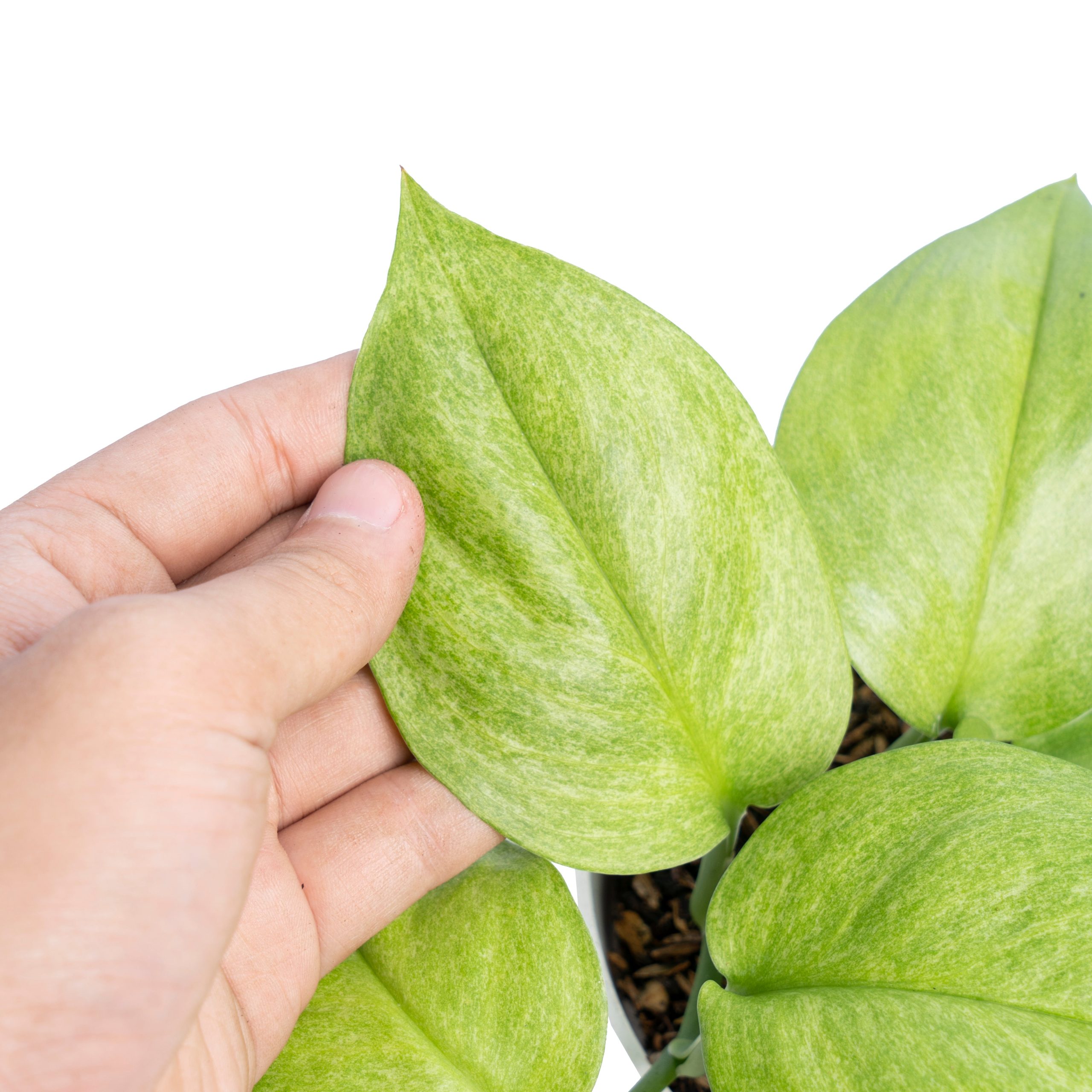 Scindapsus Mint Variegated Sp Borneo - Image 2