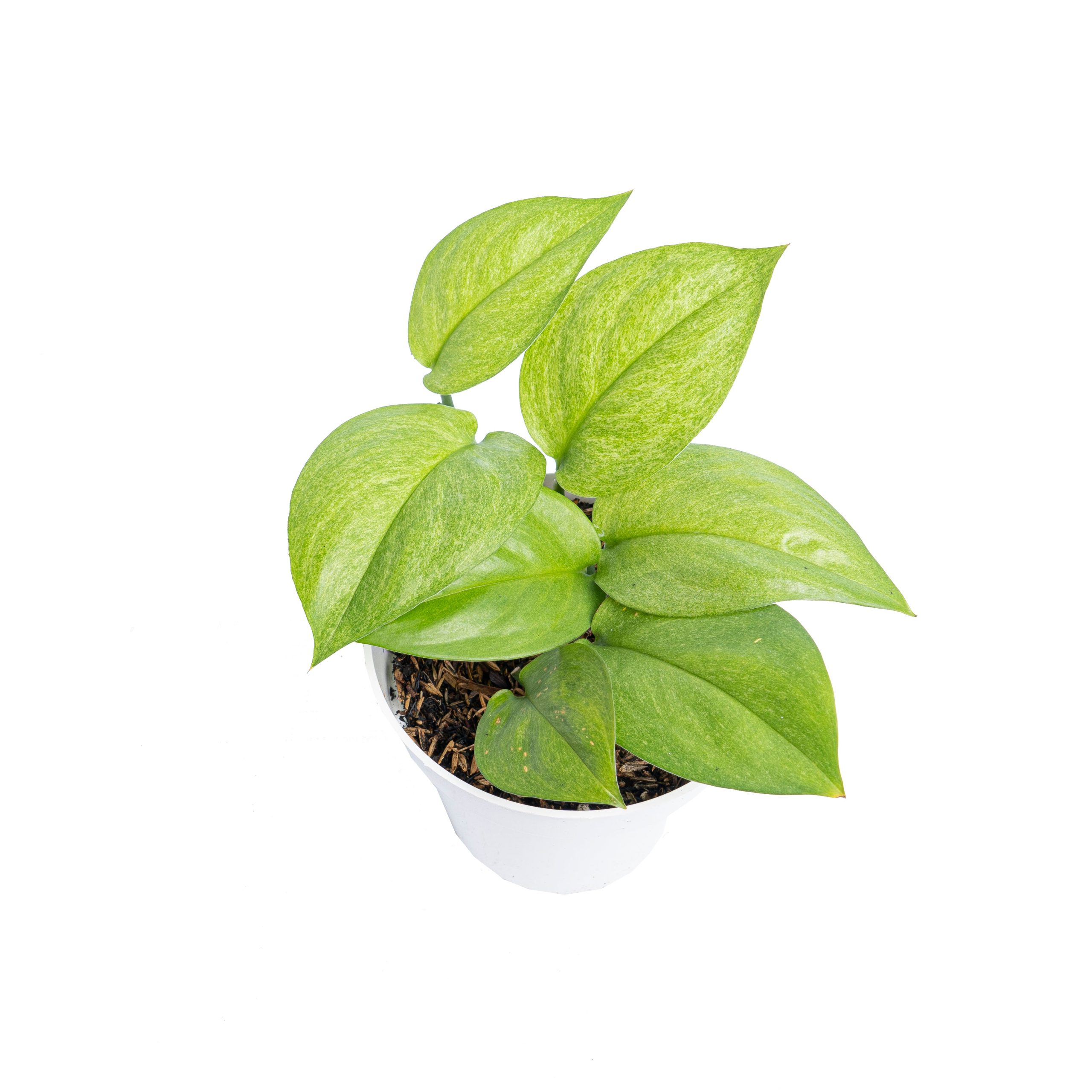 Scindapsus Mint Variegated Sp Borneo - Image 4
