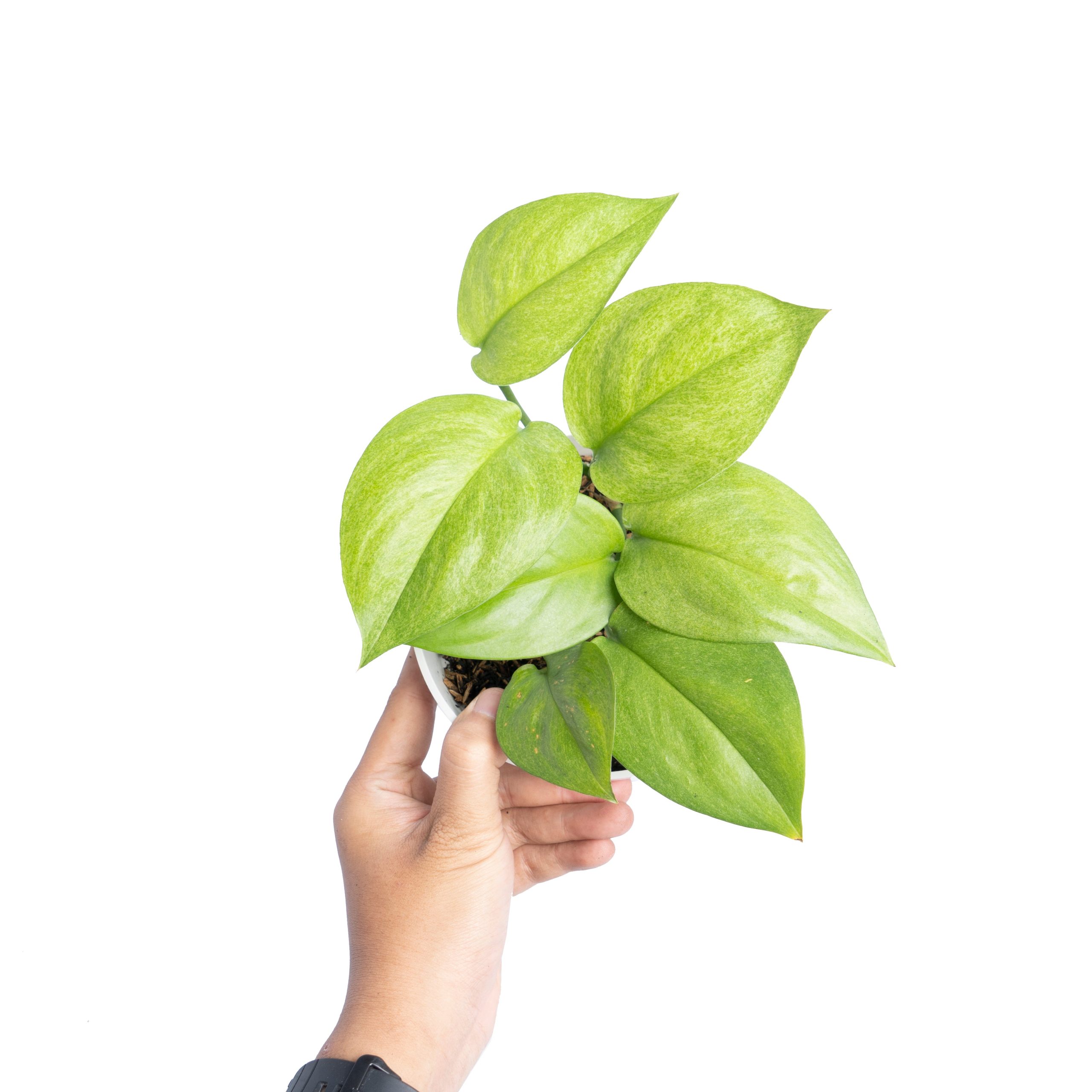 Scindapsus Mint Variegated Sp Borneo - Image 5