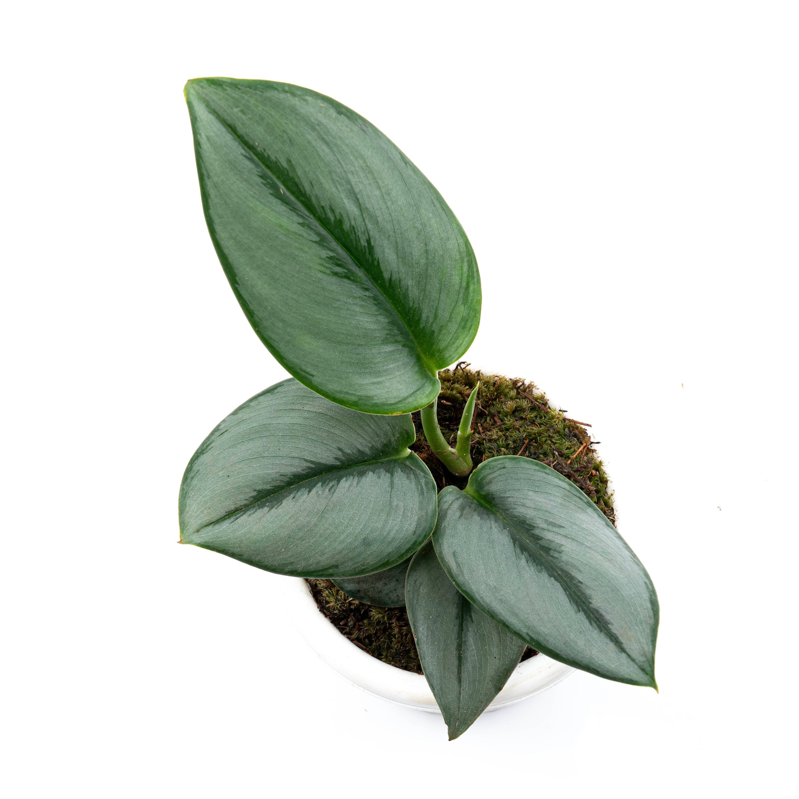 Scindapsus Moonlight - Image 3