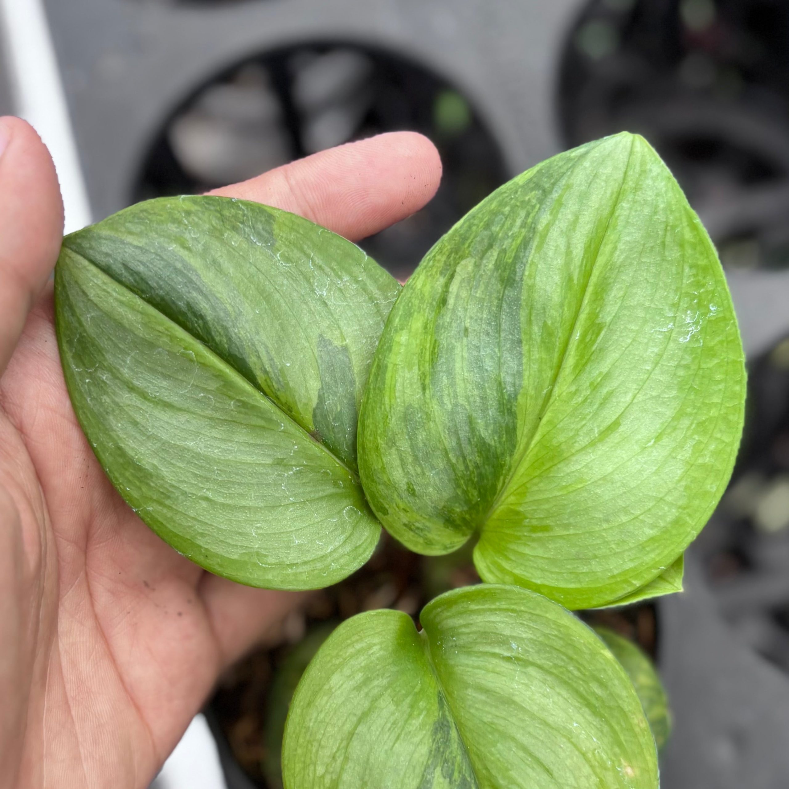 Scindapsus moonlight green on green variegated - Image 2