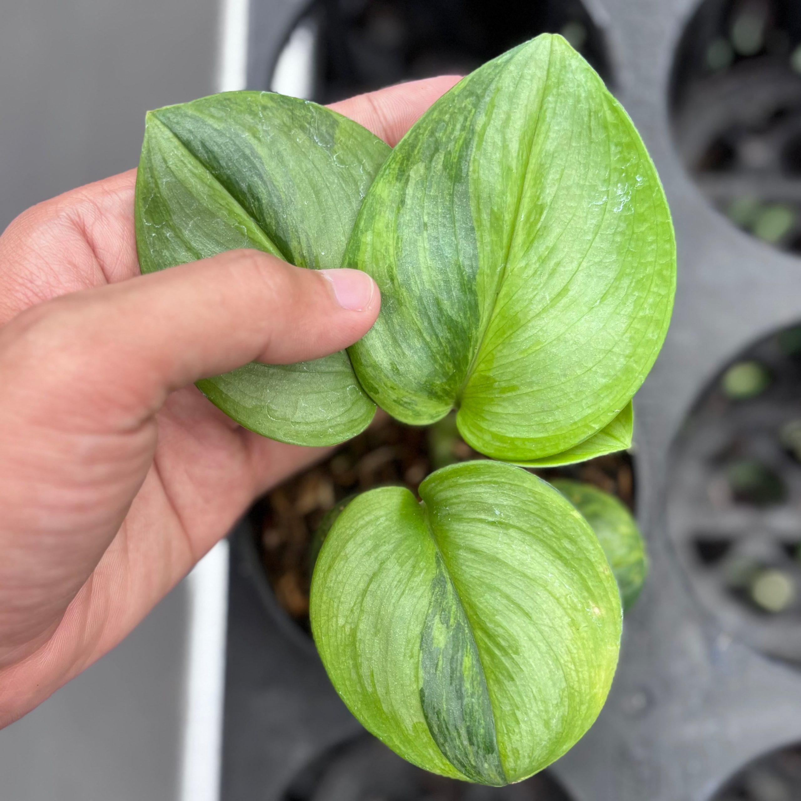 Scindapsus moonlight green on green variegated - Image 3