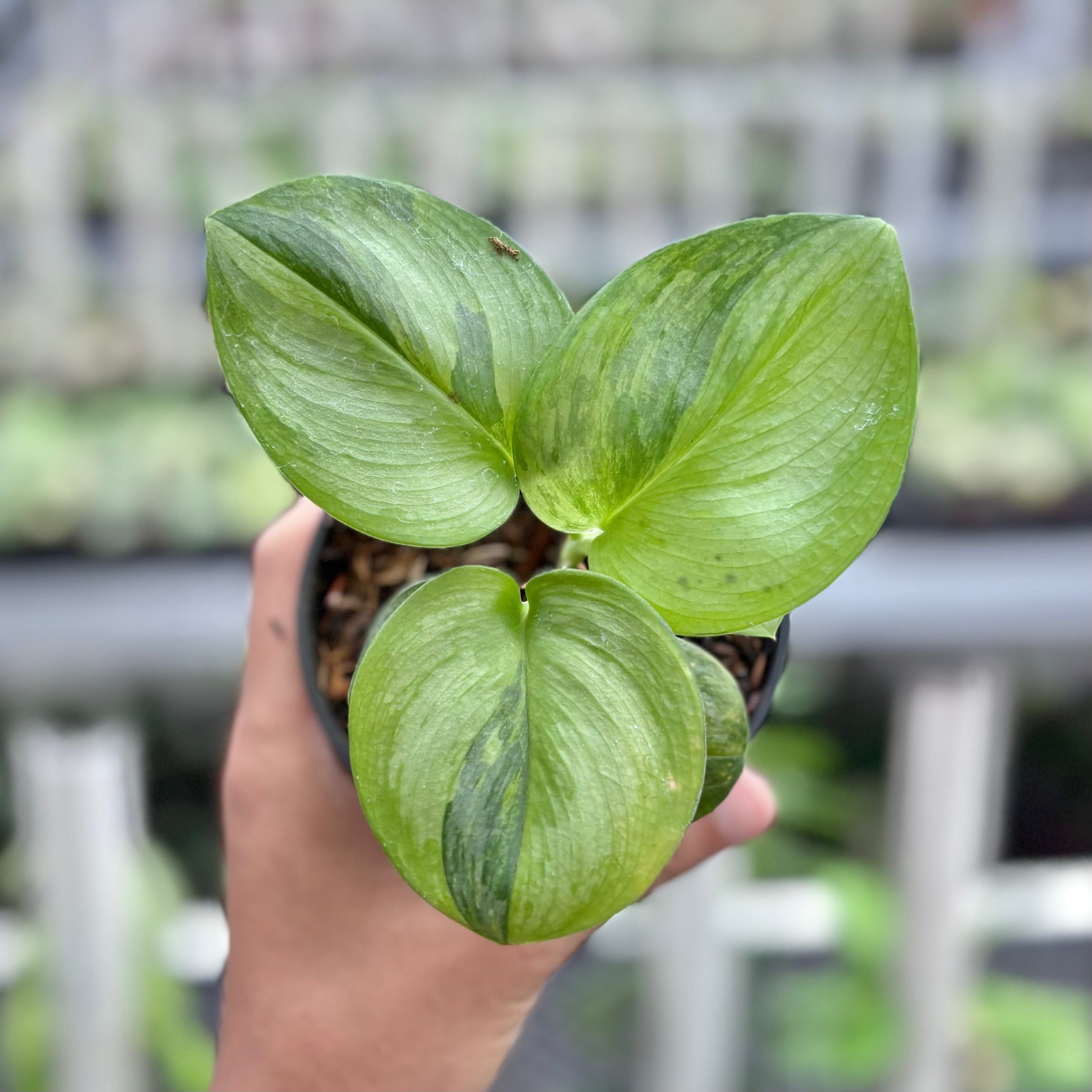Scindapsus moonlight green on green variegated - Image 4