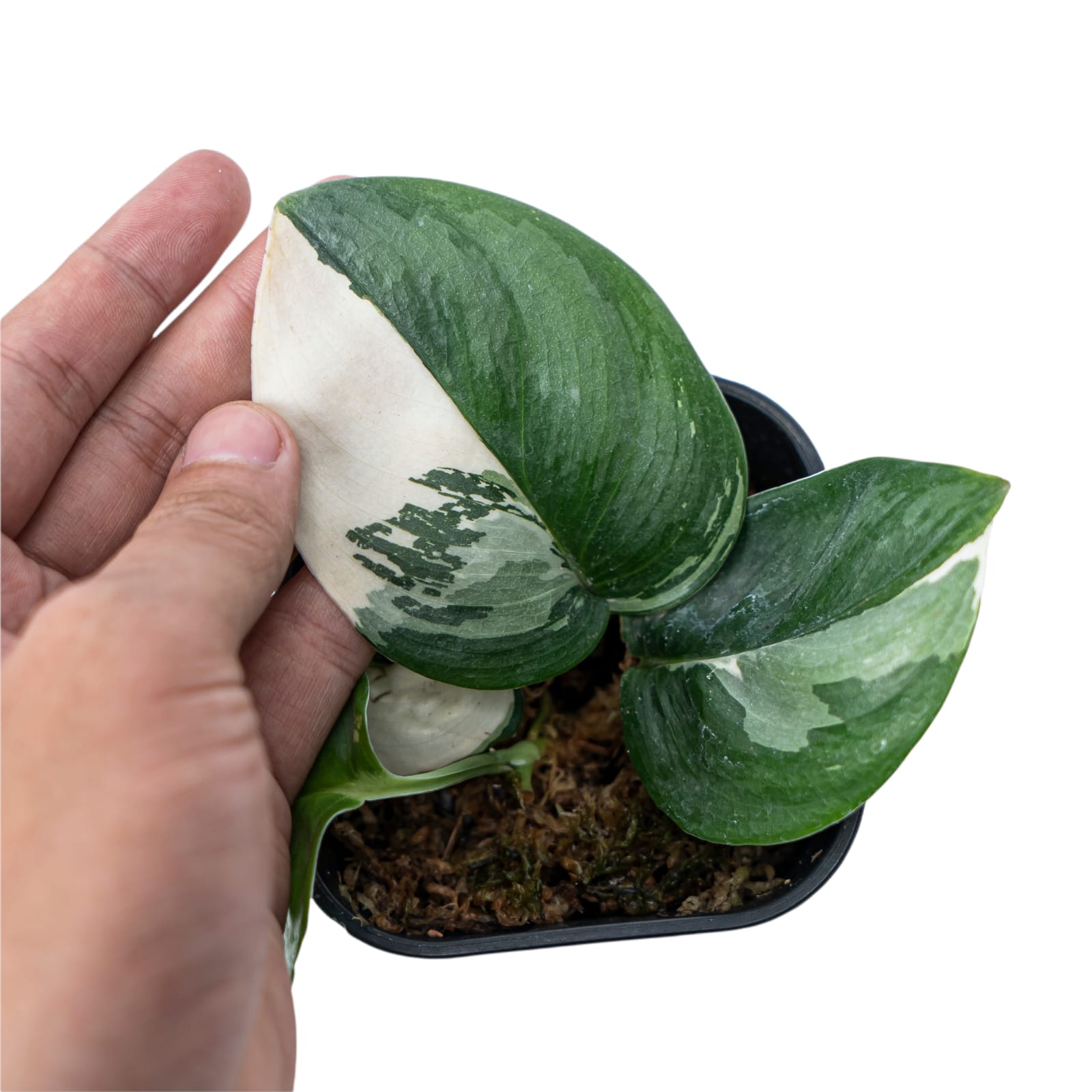 Scindapsus Moonlight Variegated - Image 2