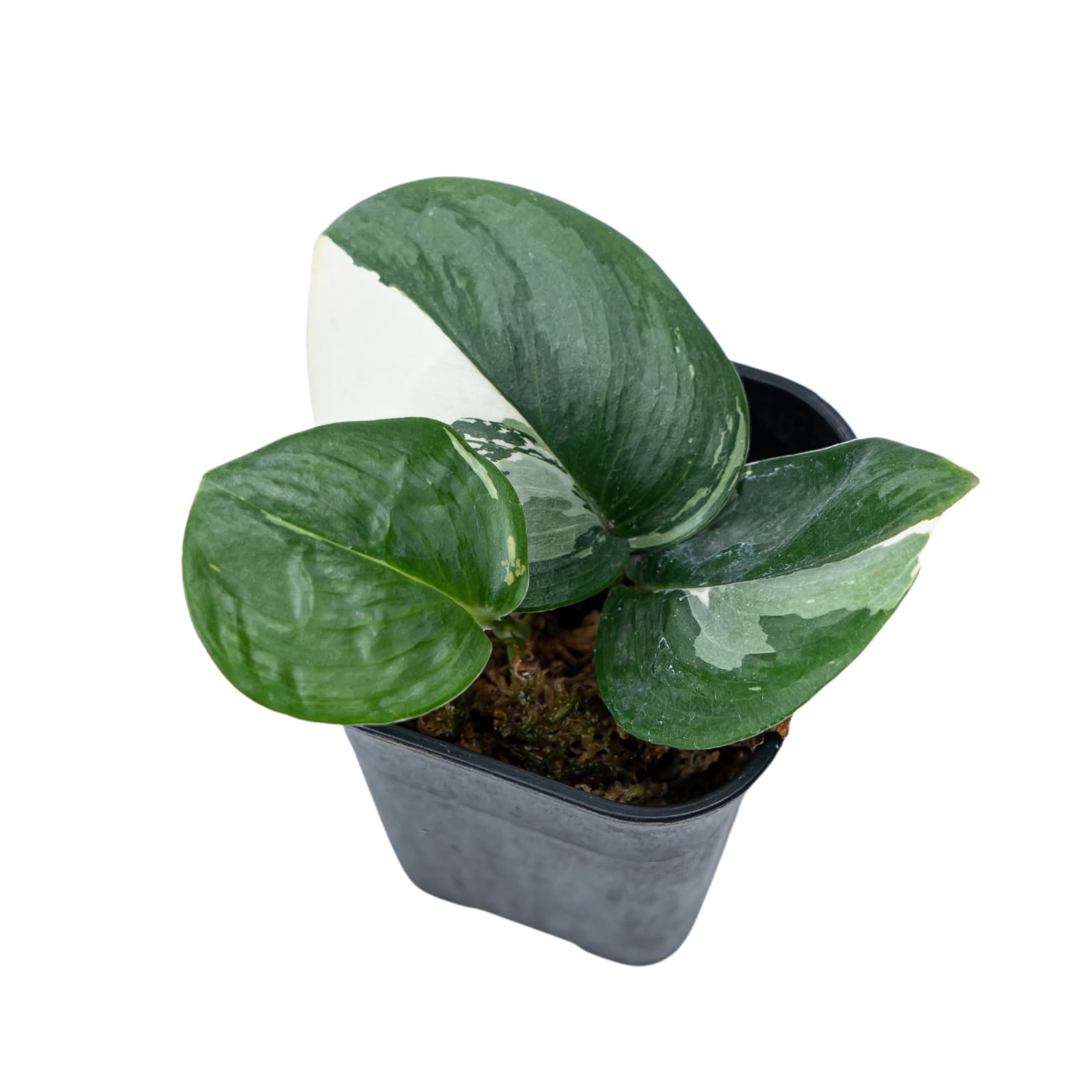 Scindapsus Moonlight Variegated - Image 3
