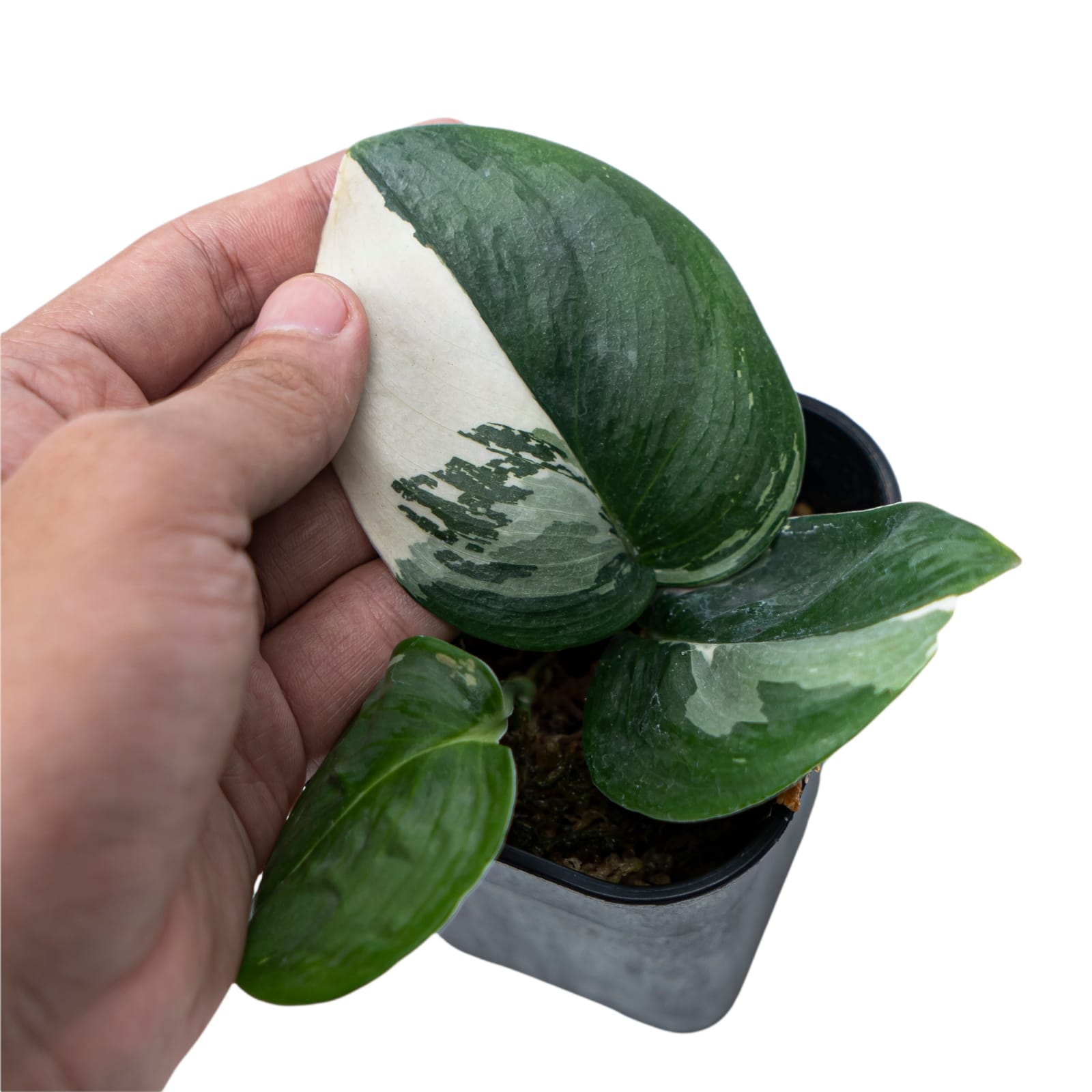 Scindapsus Moonlight Variegated - Image 4