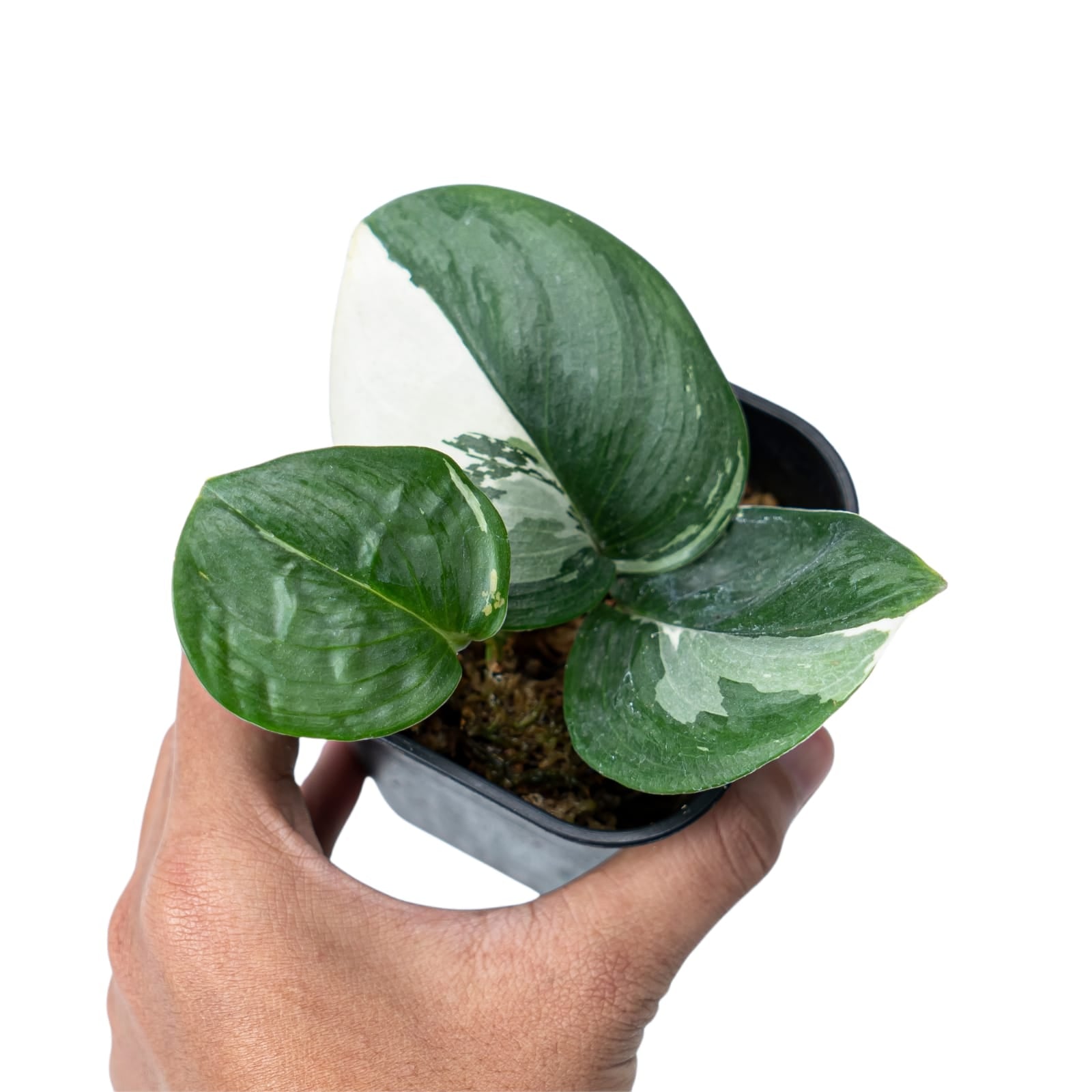 Scindapsus Moonlight Variegated - Image 5