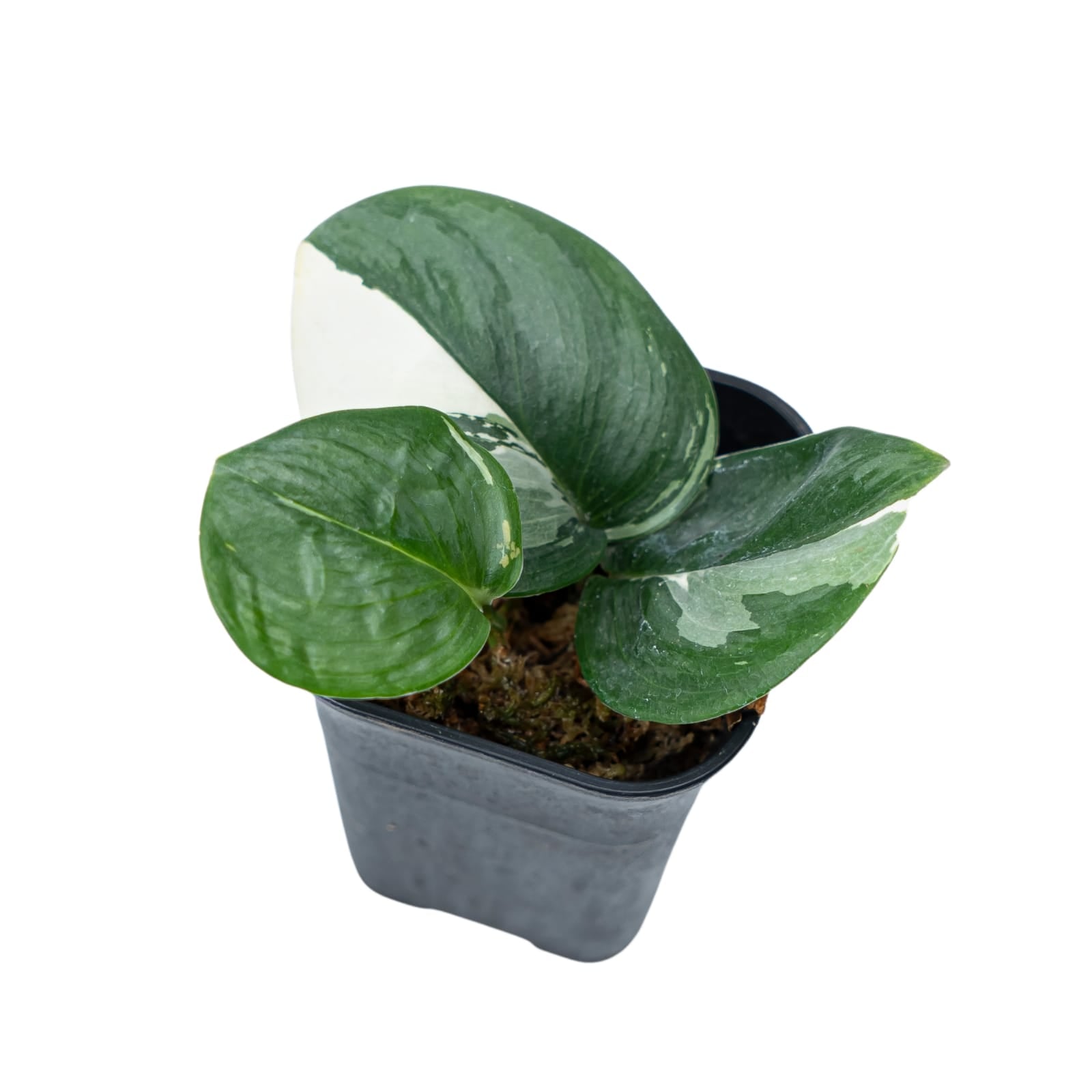 Scindapsus Moonlight Variegated - Image 6