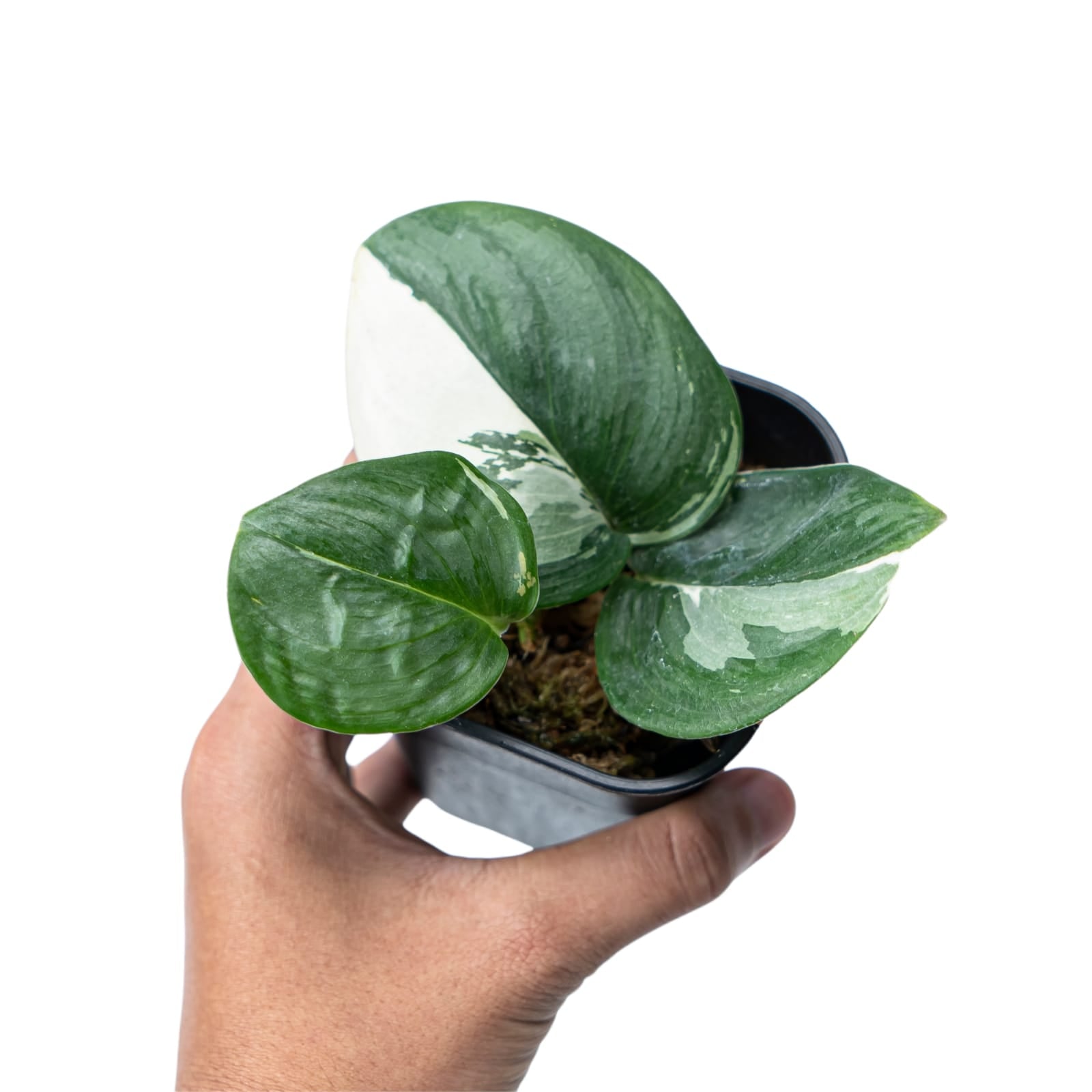 Scindapsus Moonlight Variegated - Image 7