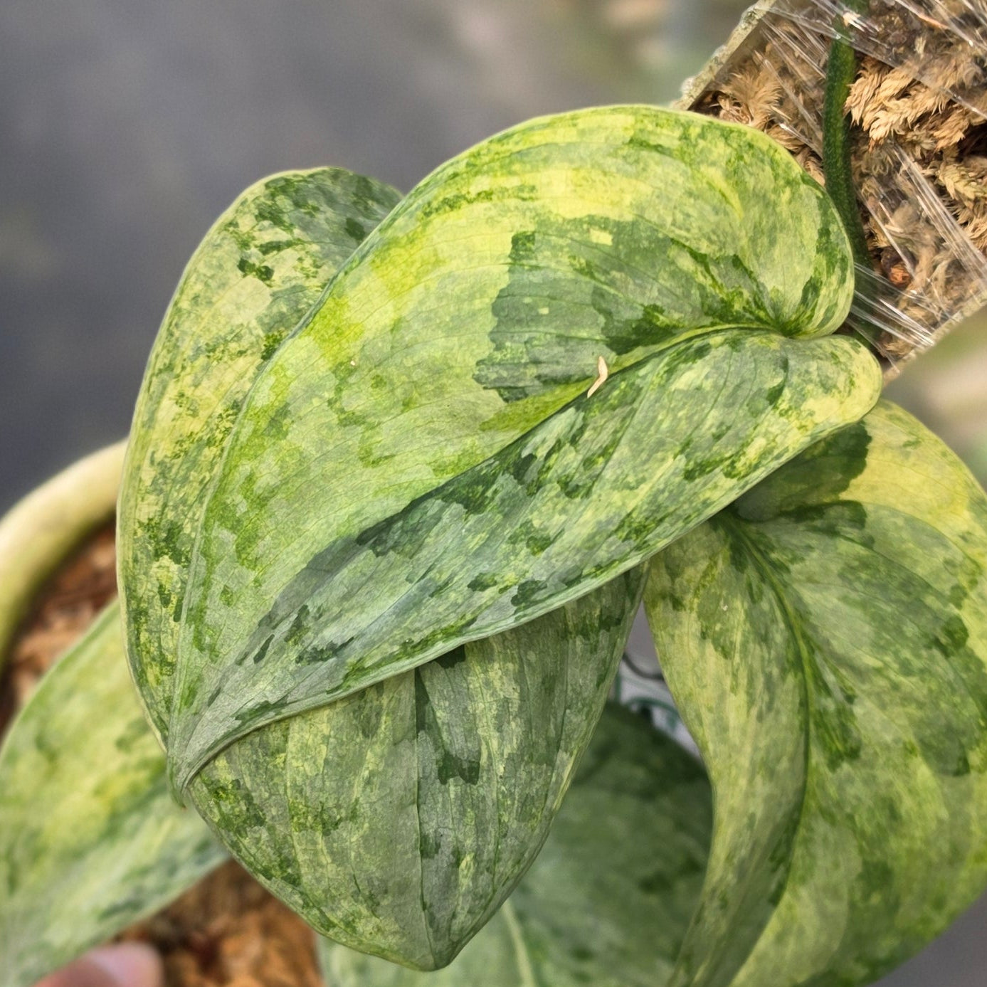 Scindapsus nirmala - Image 2