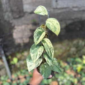 Scindapsus silver satin variegated v1 - vining