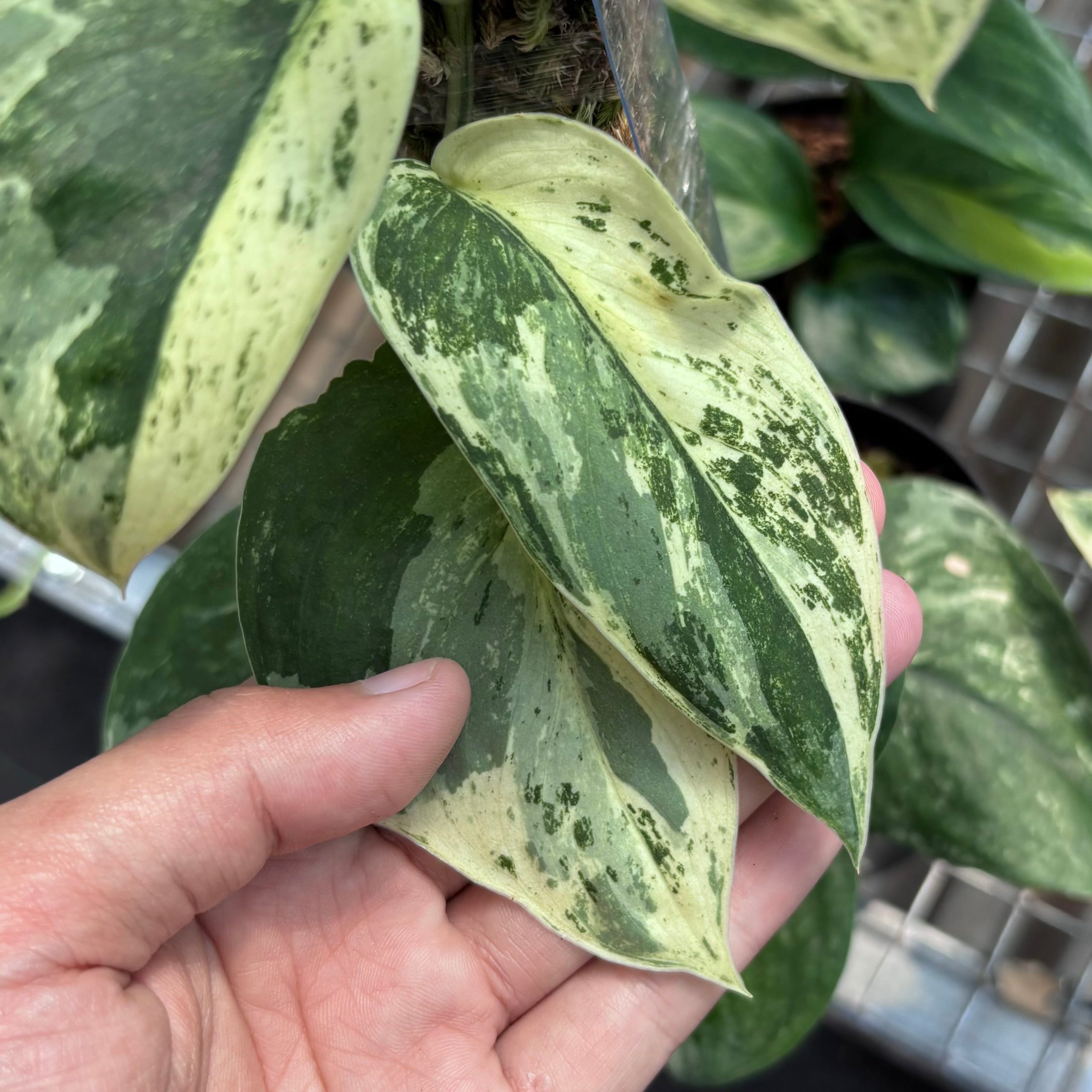 Scindapsus silver satin variegated v1 - vining - Image 3