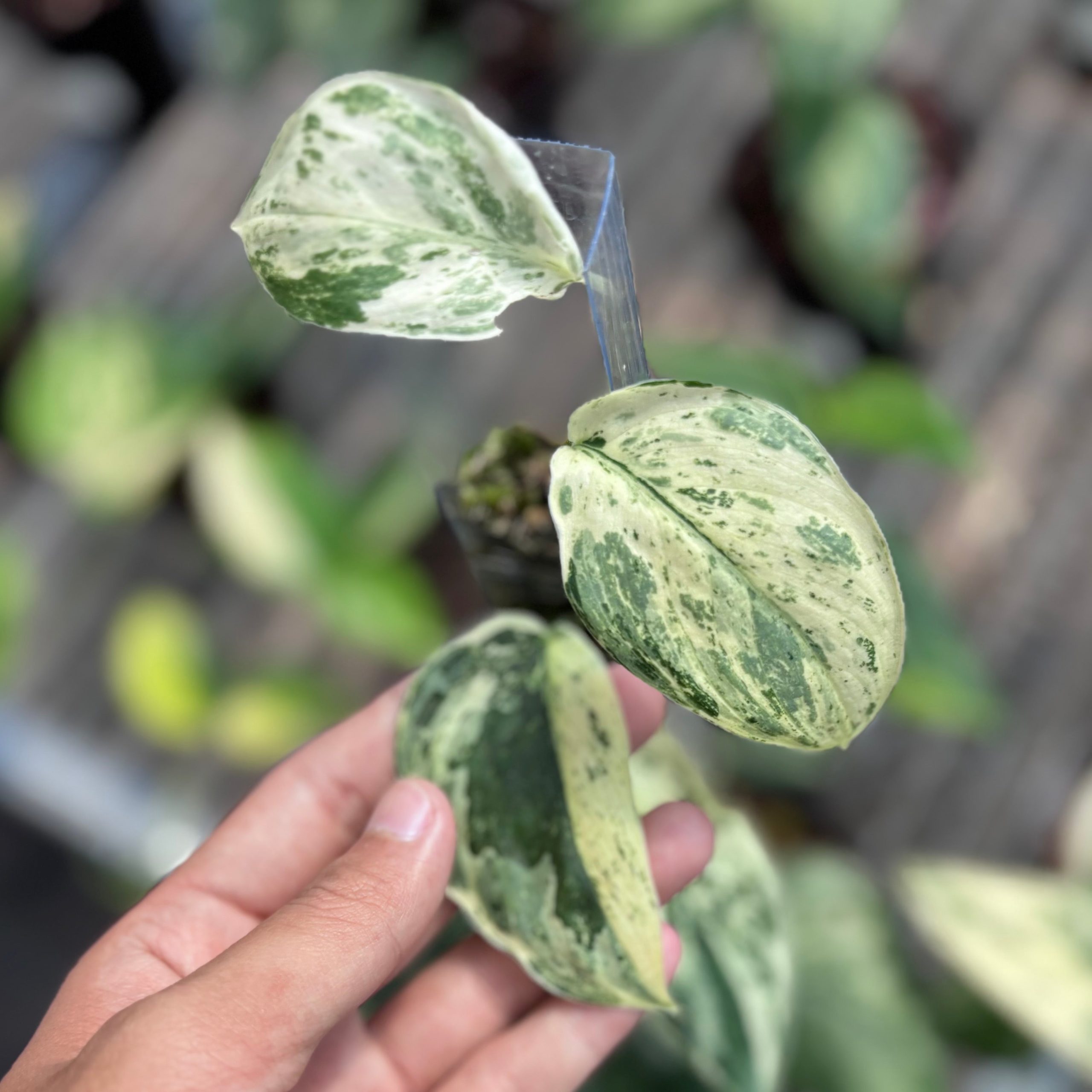 Scindapsus silver satin variegated v1 - vining - Image 4