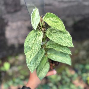 Scindapsus silver satin variegated v2 - vining