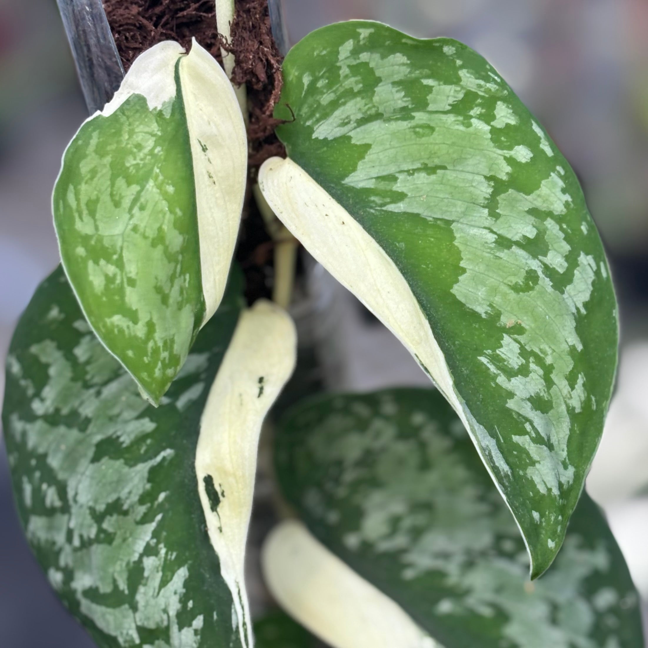 Scindapsus simbara - Image 3