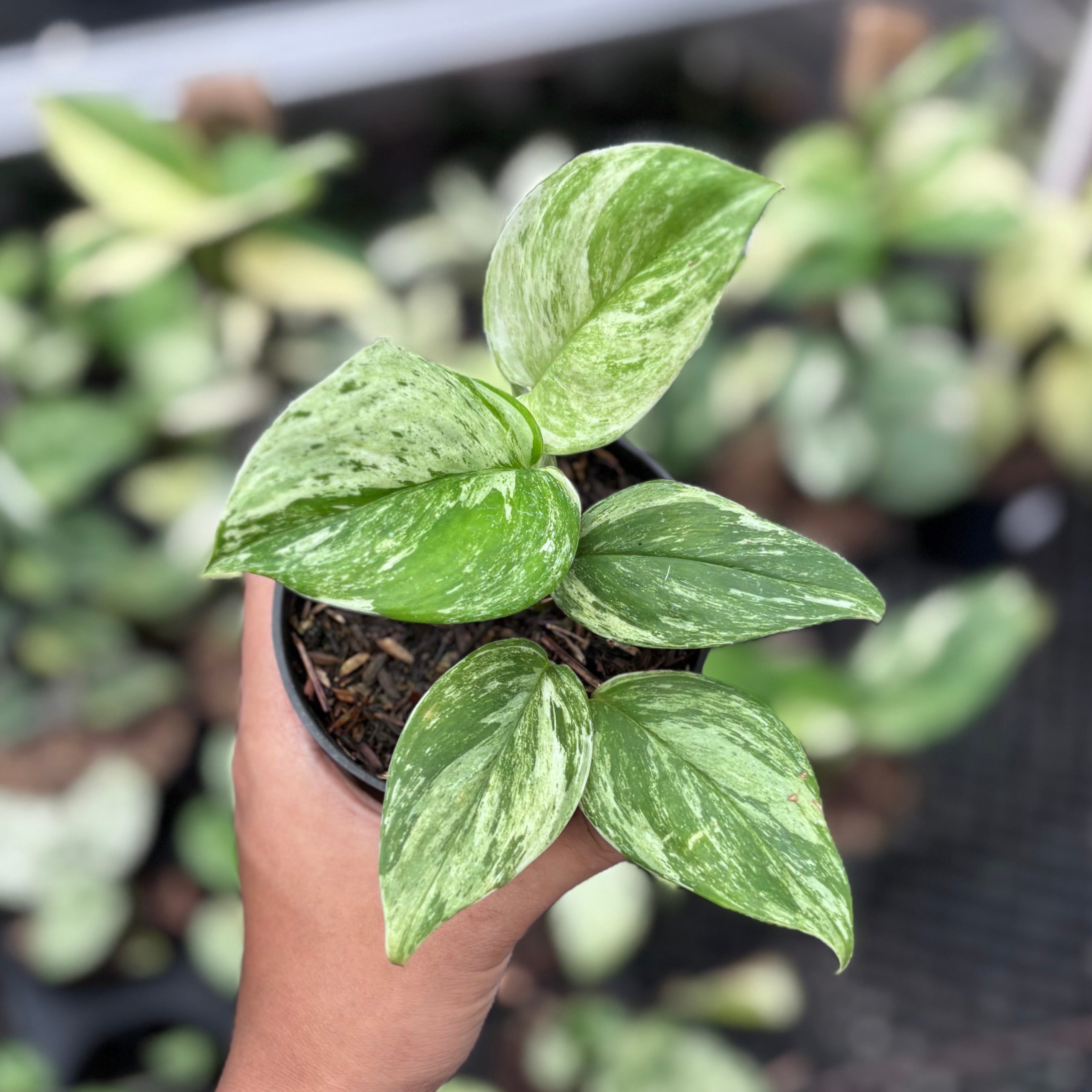 Scindapsus treubii mint aurea variegated