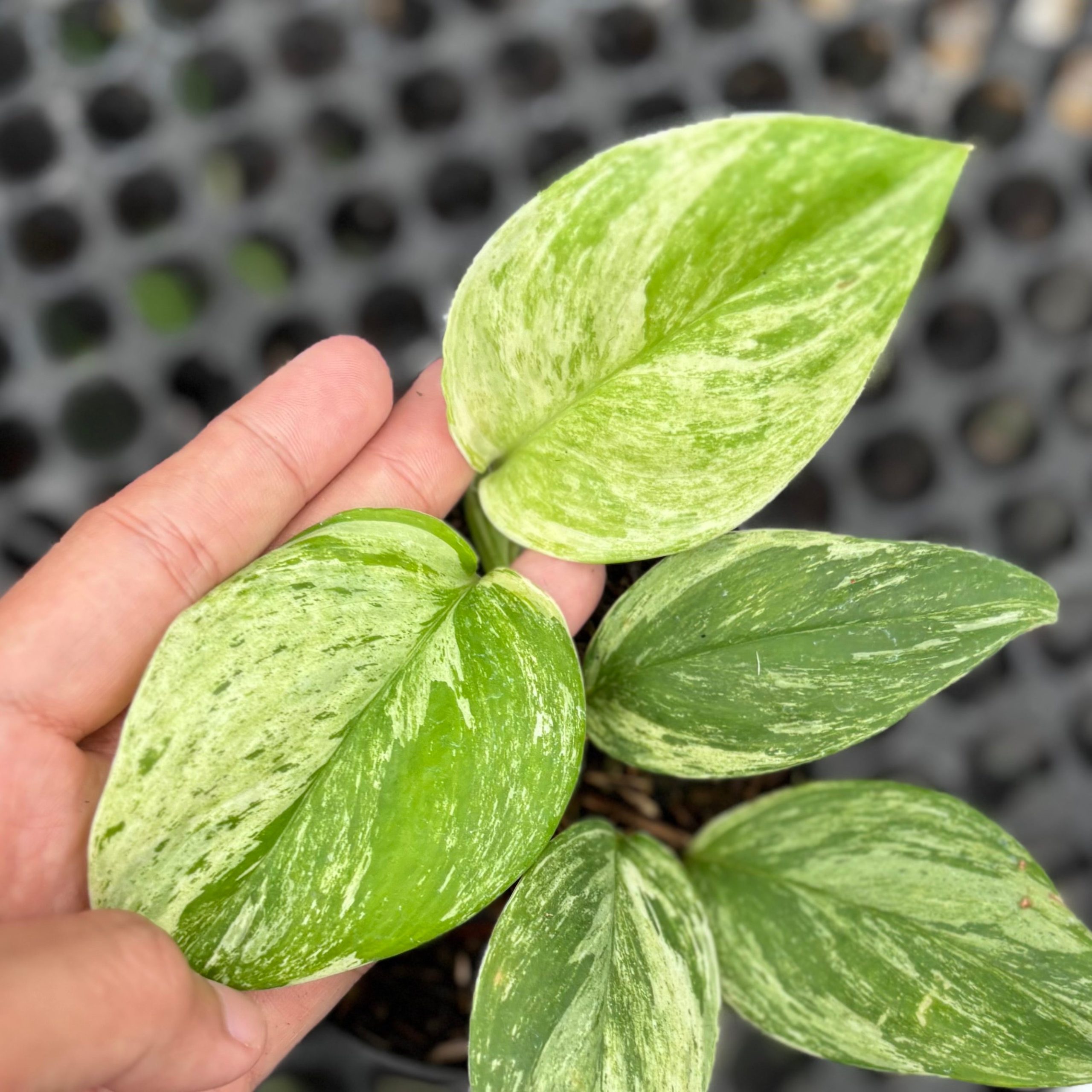 Scindapsus treubii mint aurea variegated - Image 2