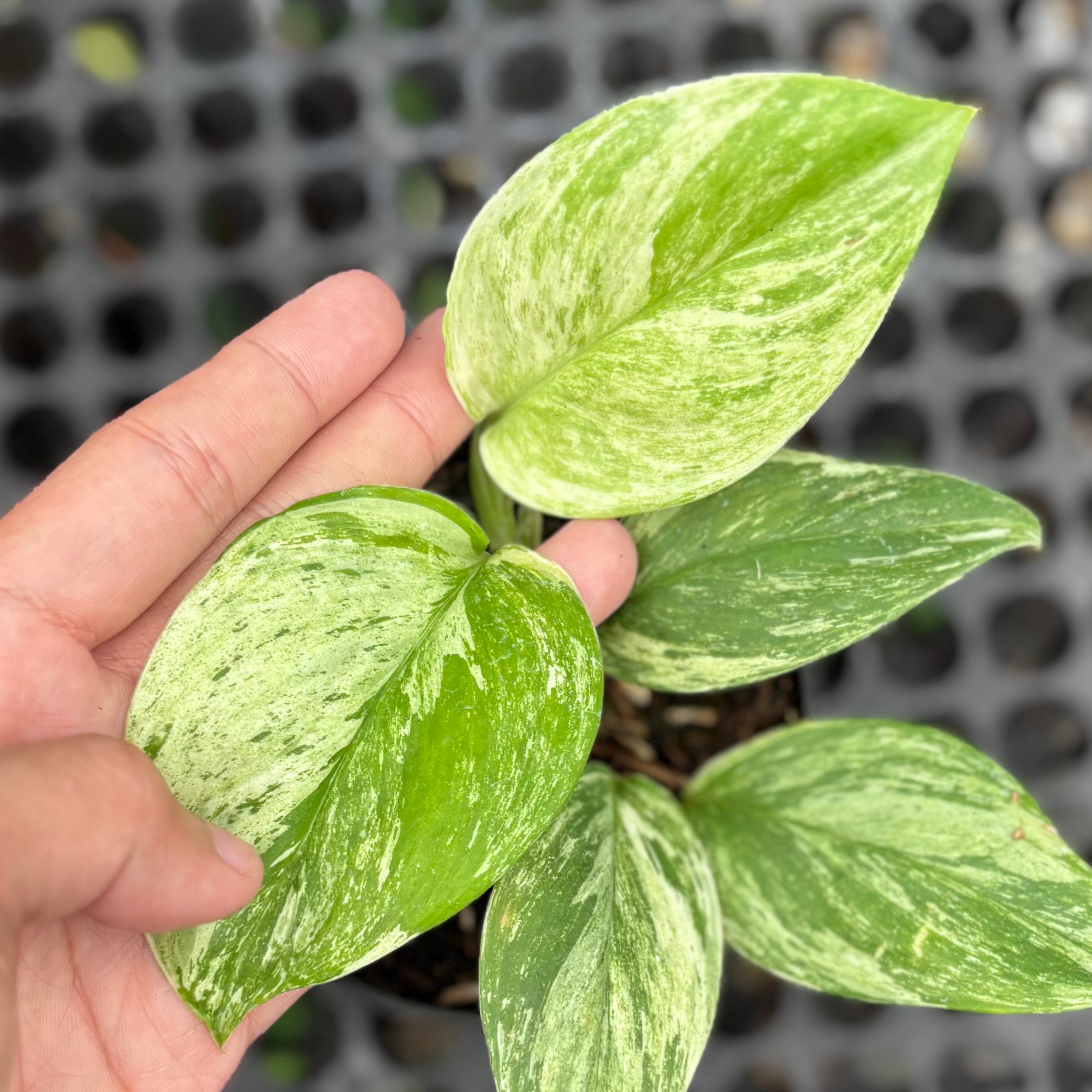 Scindapsus treubii mint aurea variegated - Image 3
