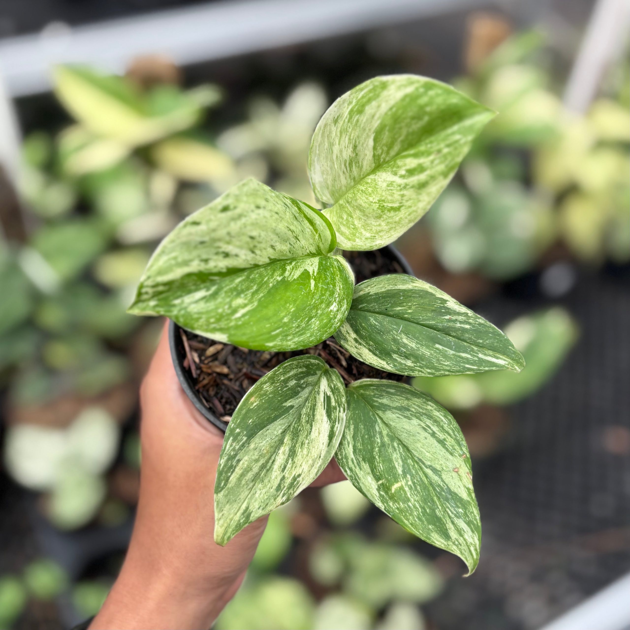 Scindapsus treubii mint aurea variegated - Image 4