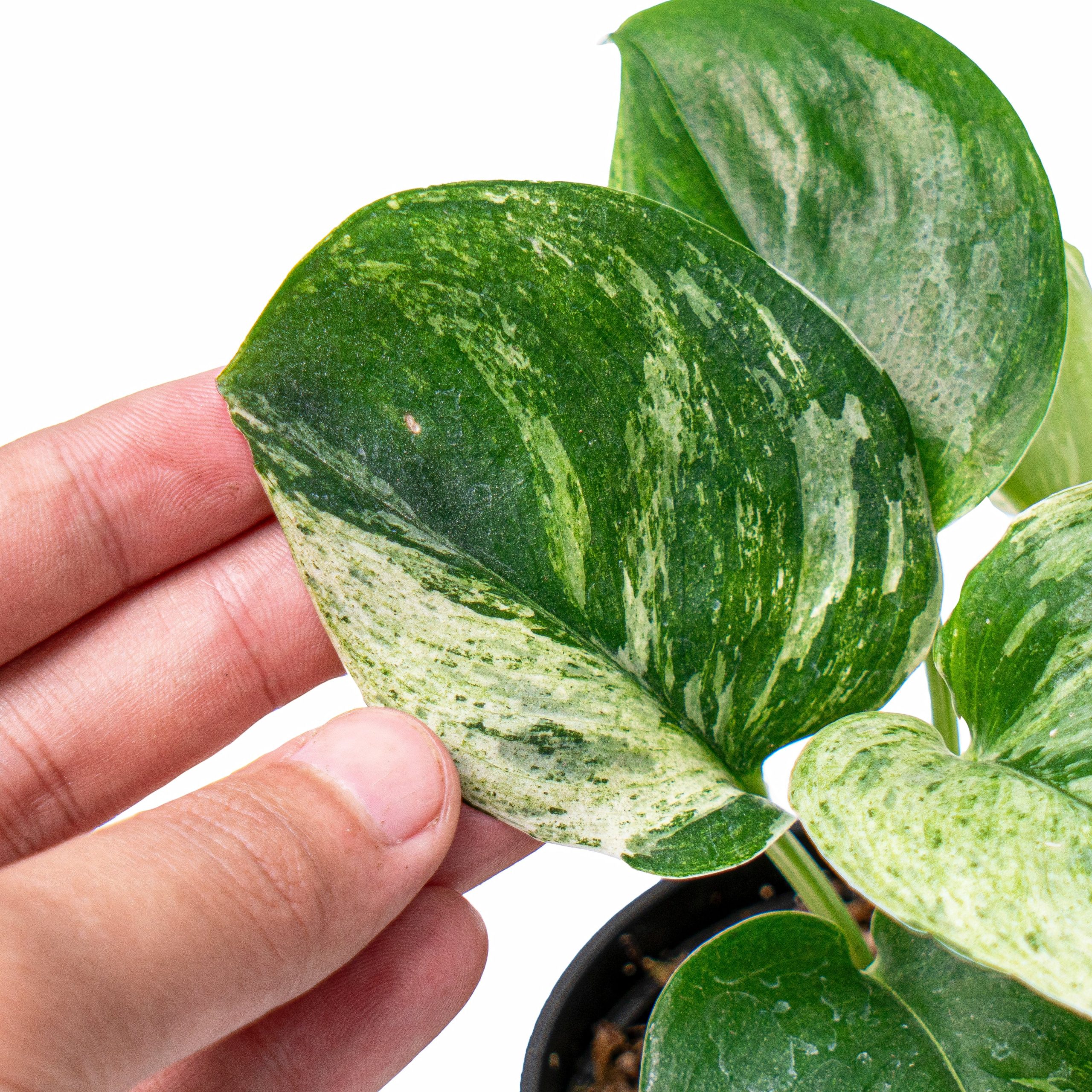 Scindapsus treubii moonlight marble variegated - Image 2
