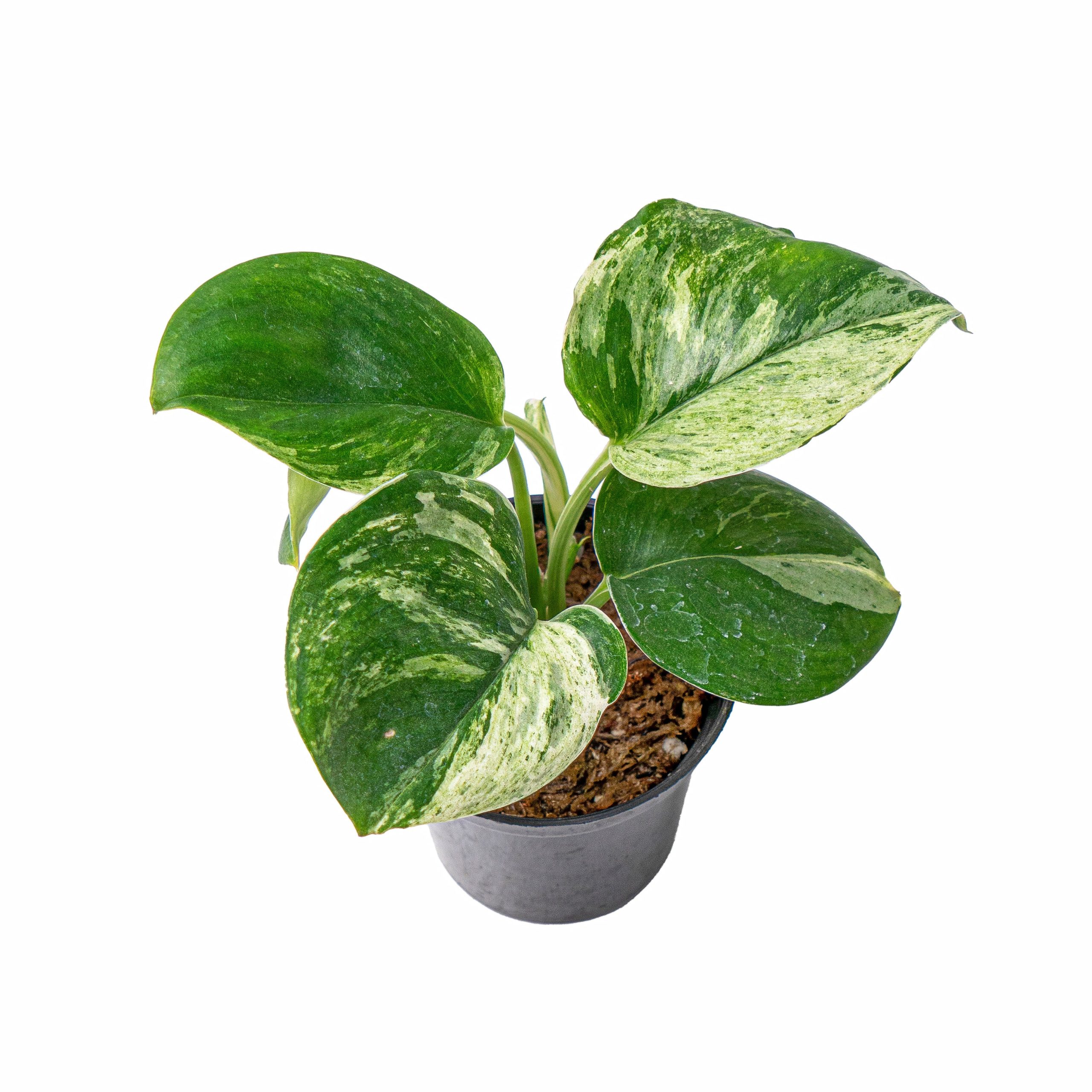 Scindapsus treubii moonlight marble variegated - Image 4