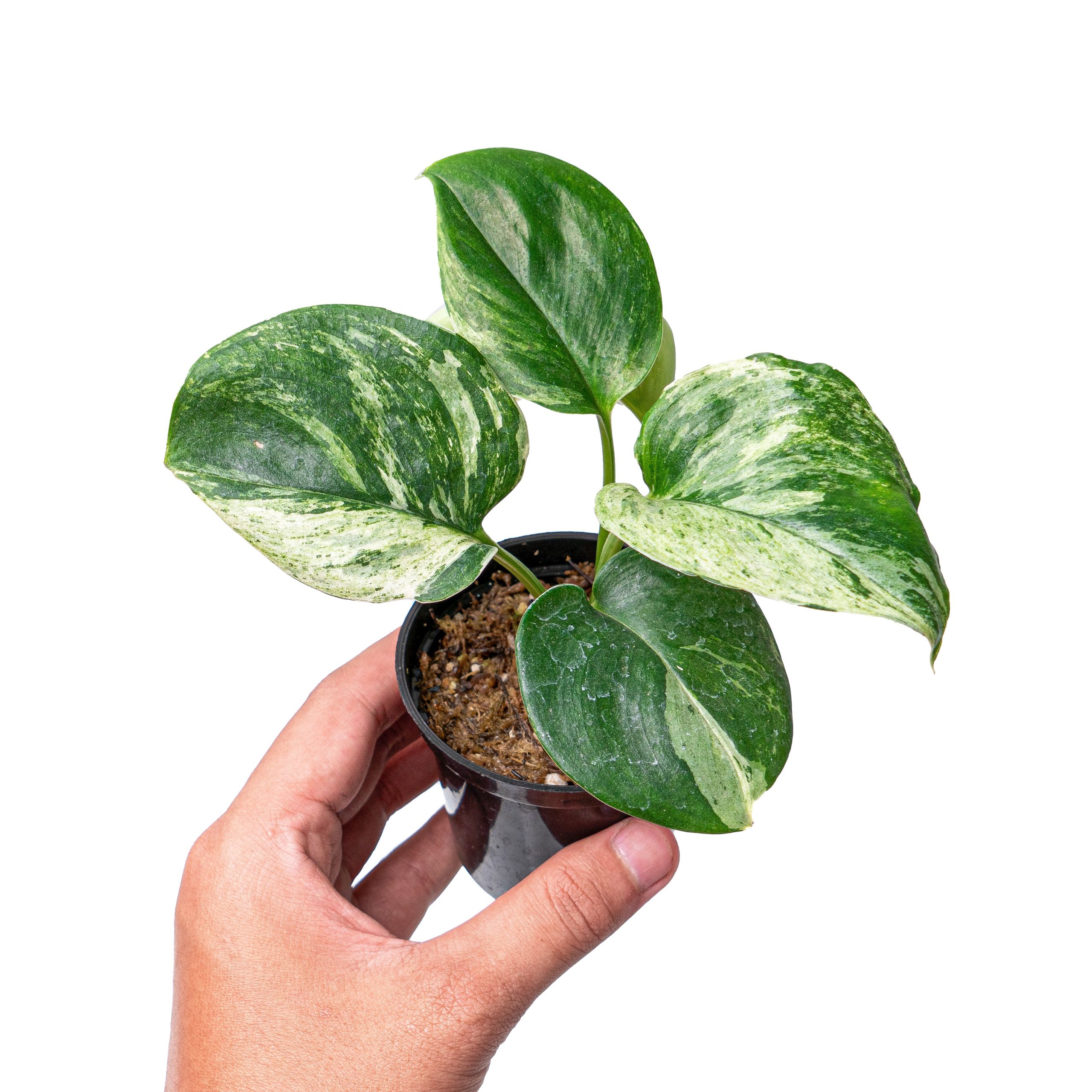 Scindapsus treubii moonlight marble variegated - Image 5