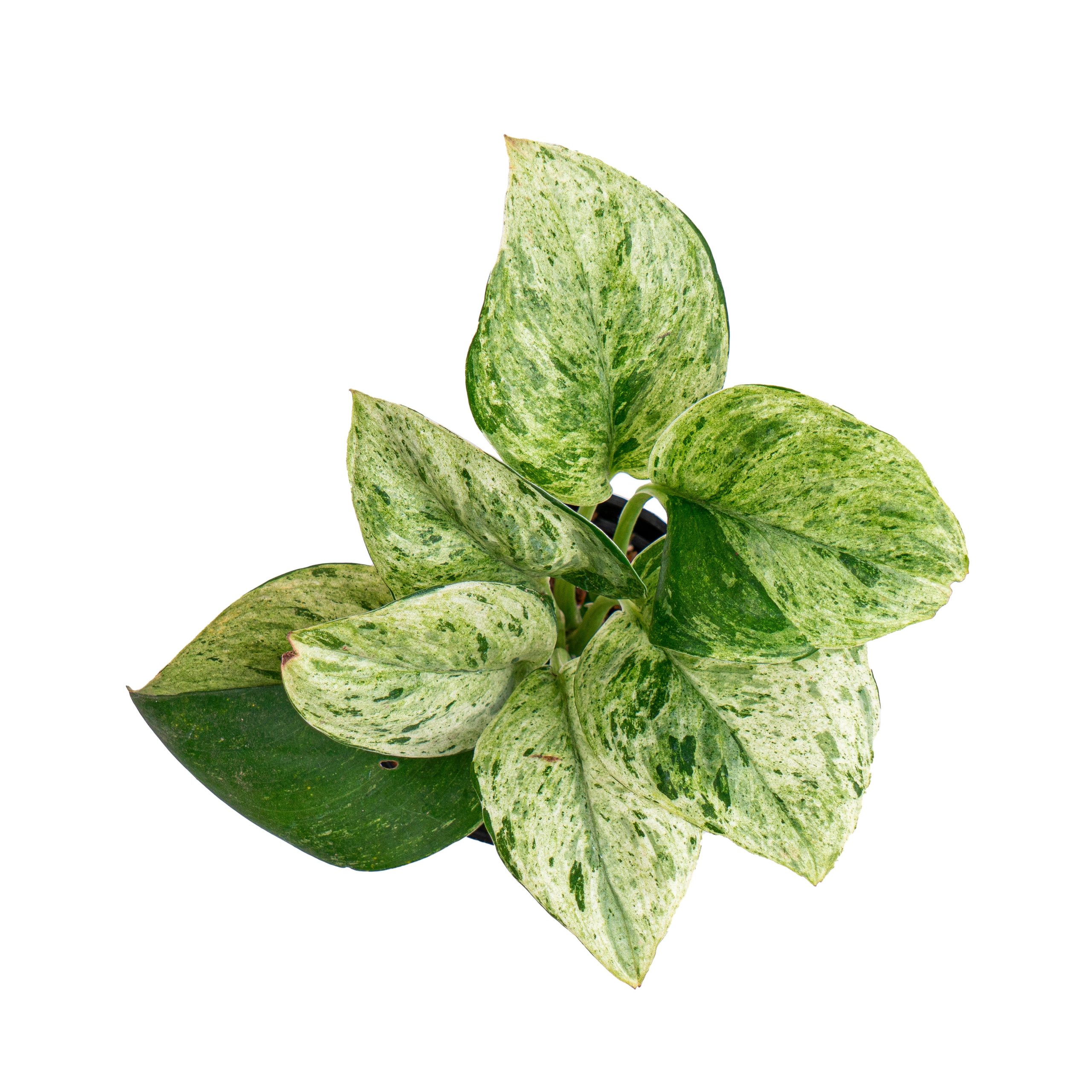 Scindapsus treubii moonlight marble variegated - Image 6