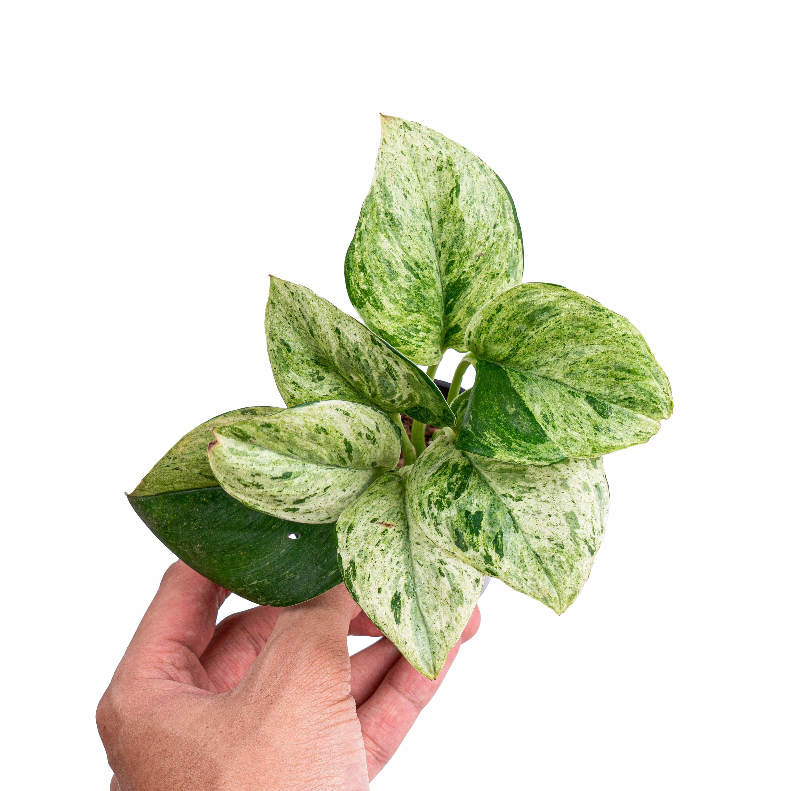 Scindapsus treubii moonlight marble variegated - Image 7