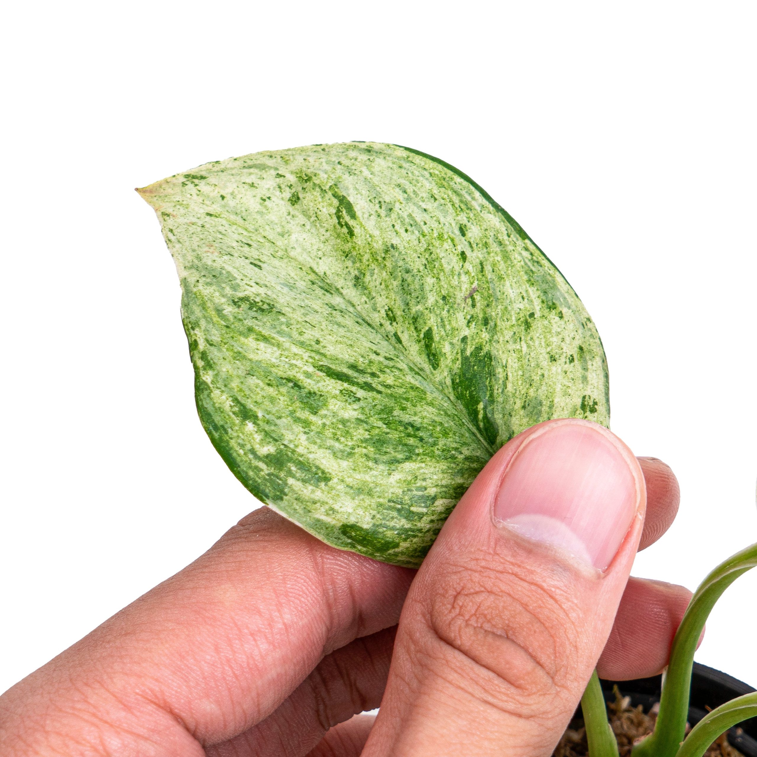 Scindapsus treubii moonlight marble variegated - Image 8
