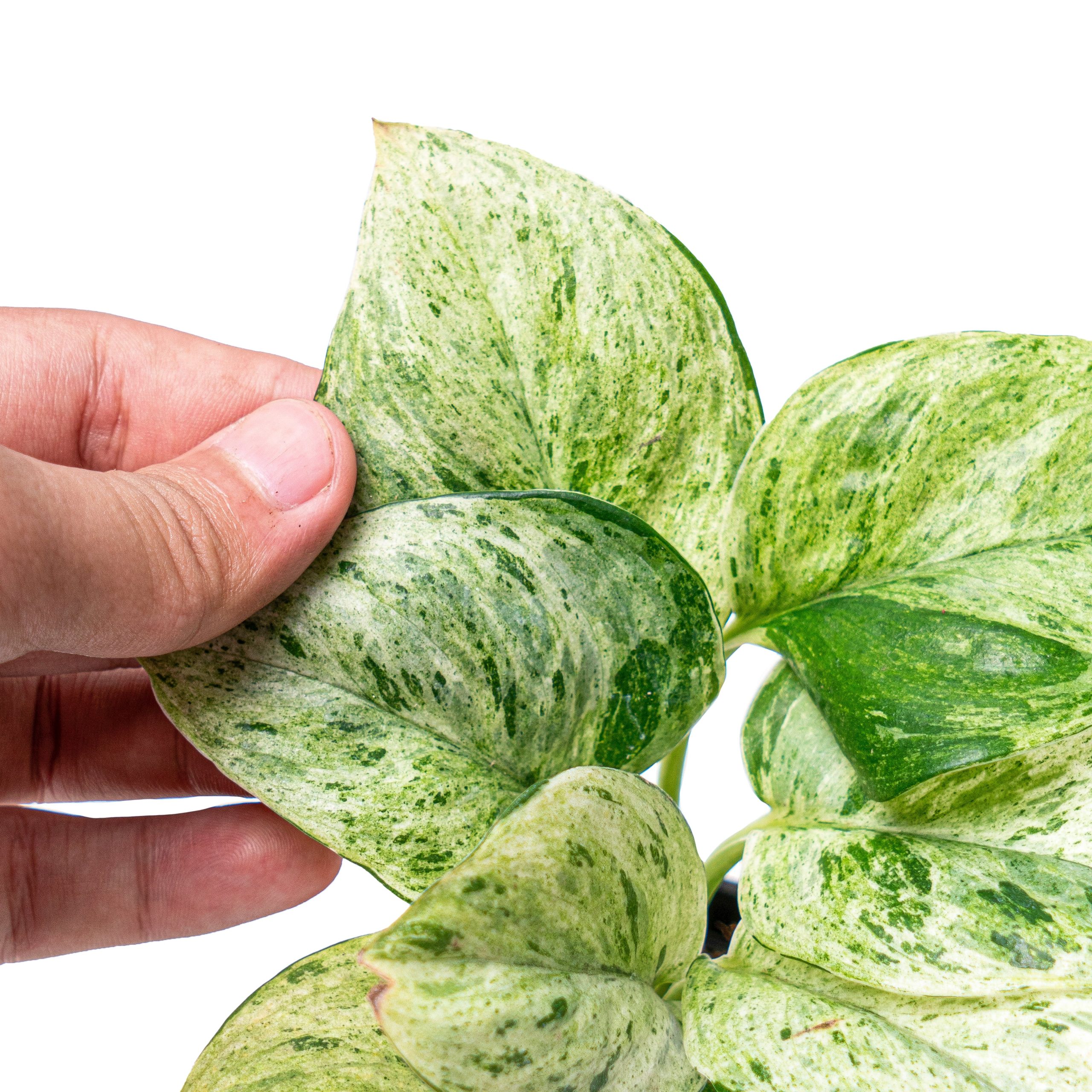 Scindapsus treubii moonlight marble variegated - Image 10