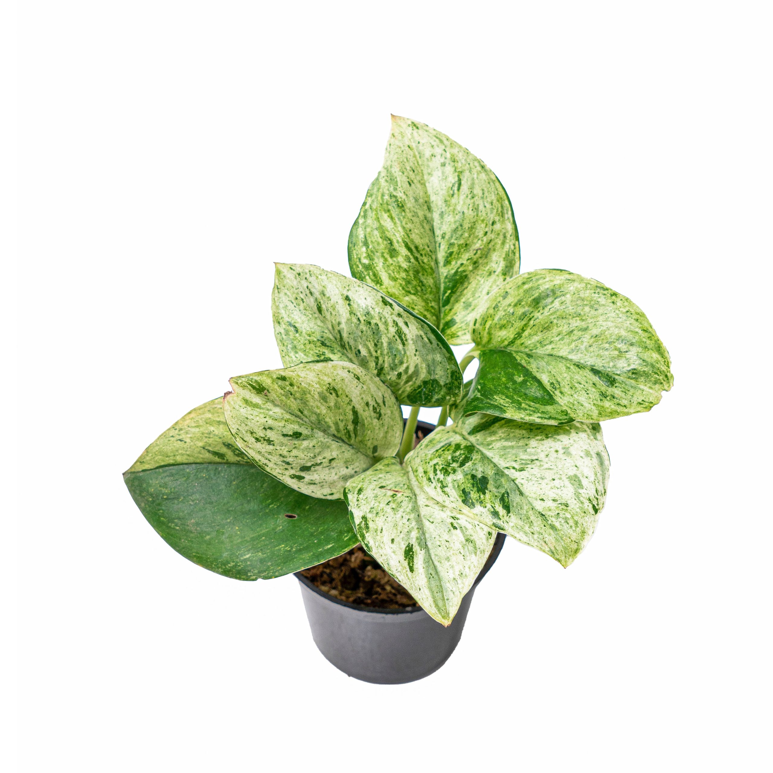Scindapsus treubii moonlight marble variegated - Image 11