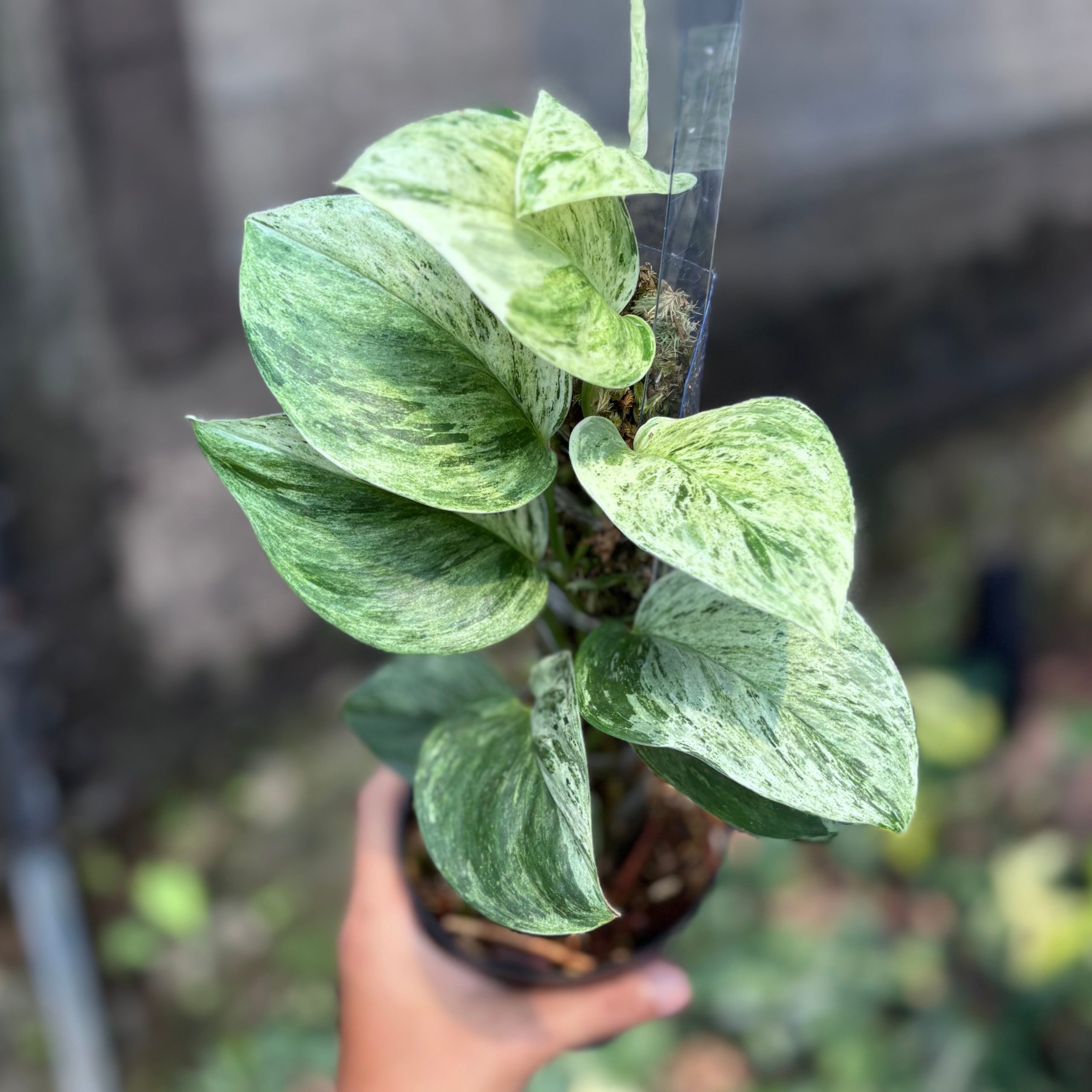 Scindapsus treubii moonlight marble variegated - vining - Image 4