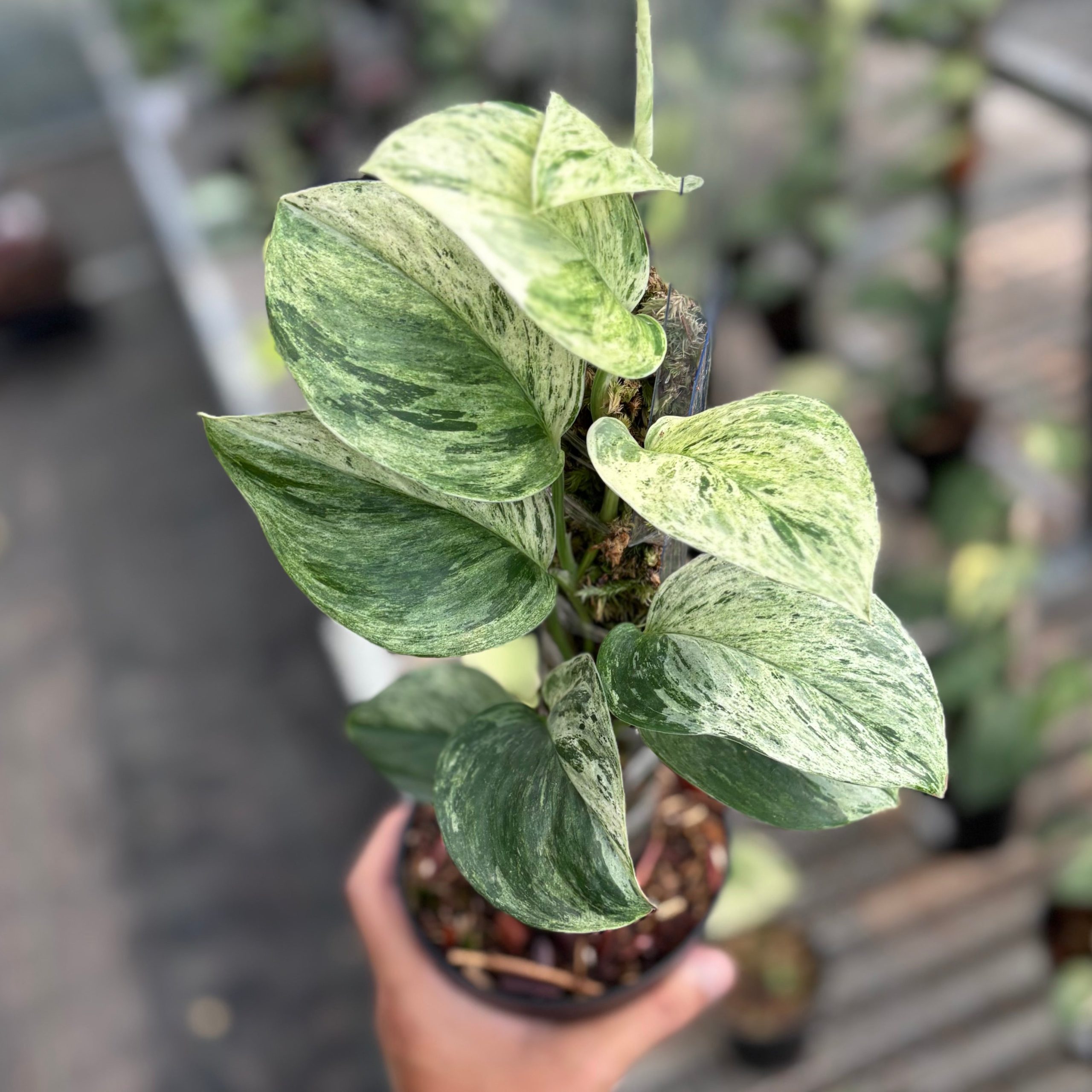 Scindapsus treubii moonlight marble variegated - vining - Image 5