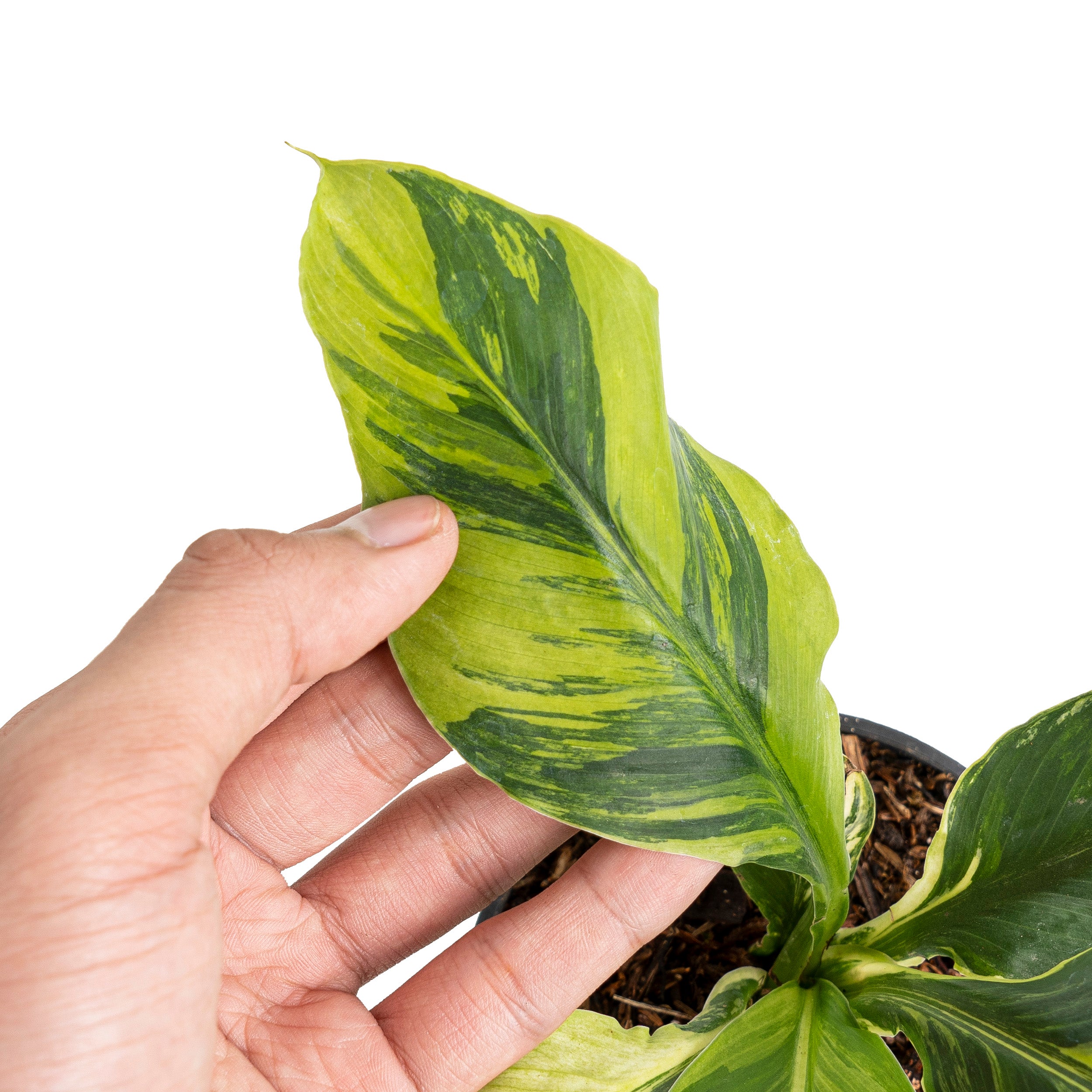 Spathiphyllum sensation aurea variegated - Image 2