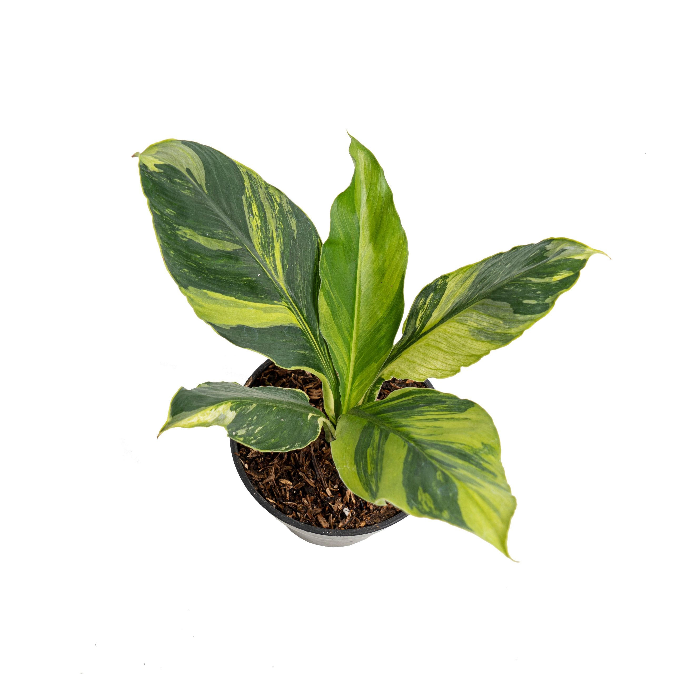 Spathiphyllum sensation aurea variegated - Image 3
