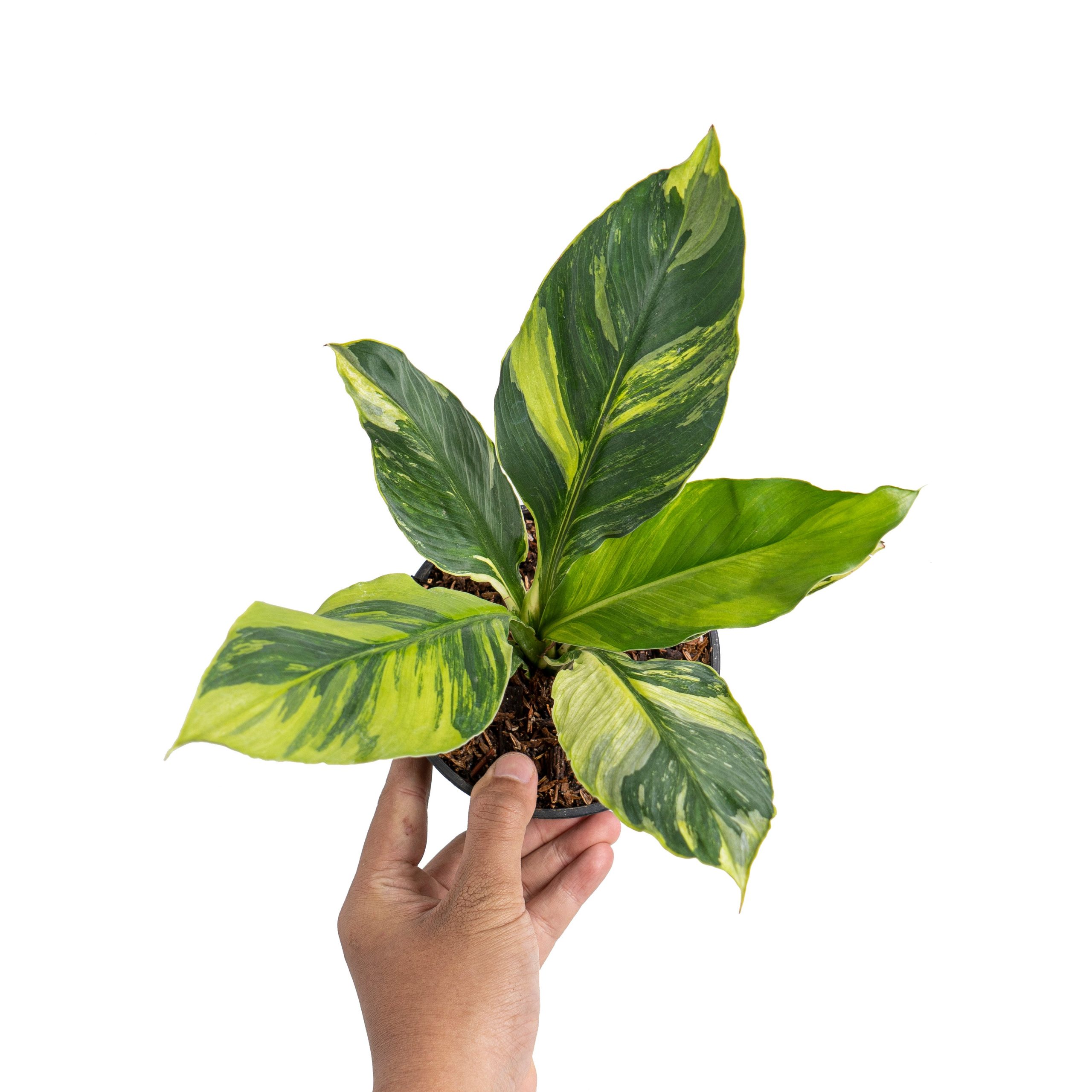 Spathiphyllum sensation aurea variegated - Image 4