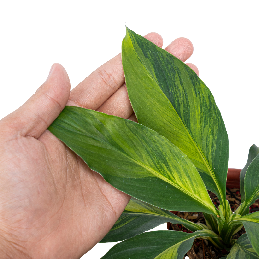 Spathiphyllum sensation aurea variegated - Image 5