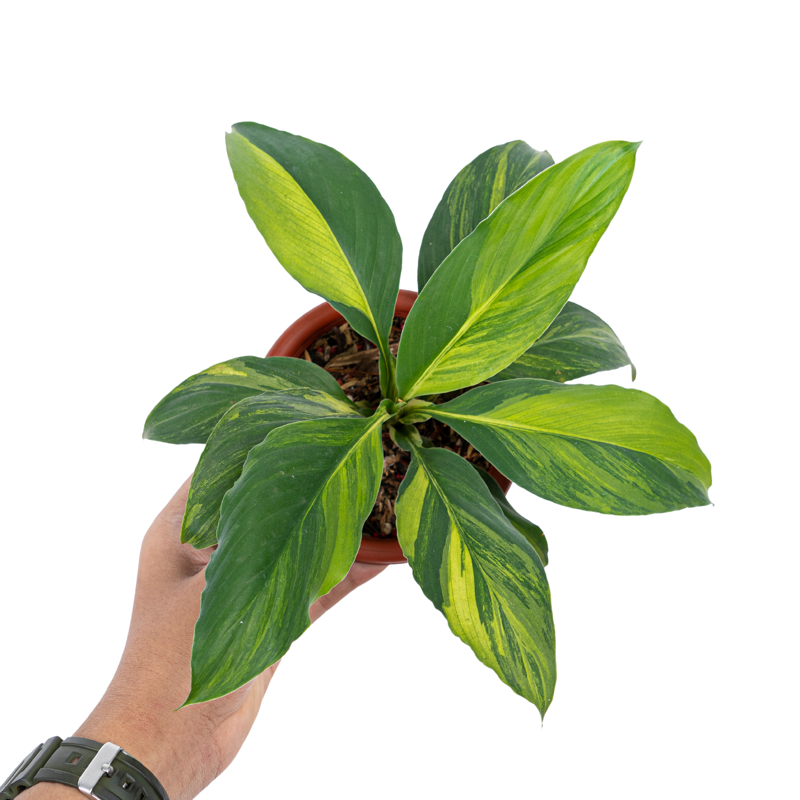 Spathiphyllum sensation aurea variegated - Image 6