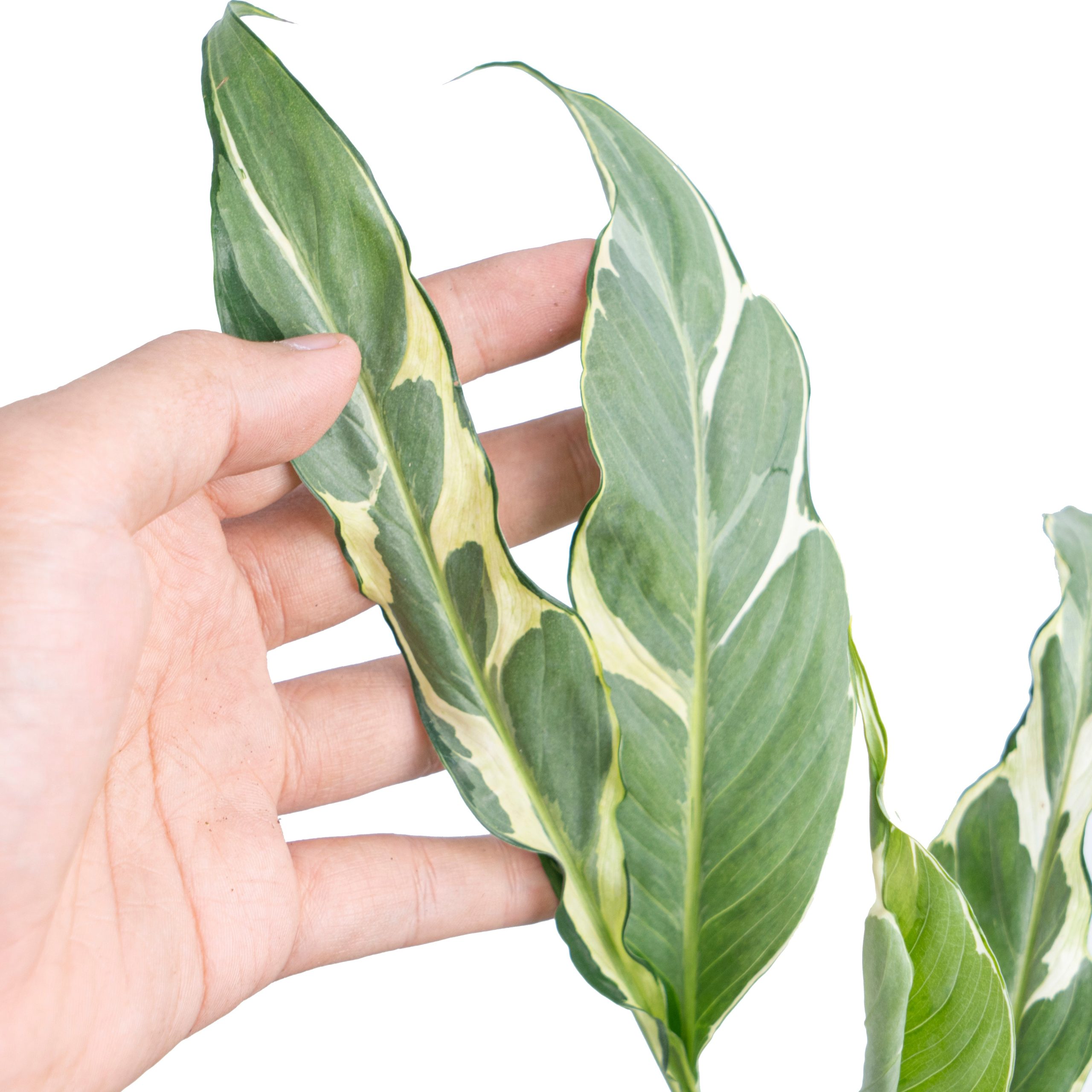 Spathiphyllum Hybrid Mutation Variegated - Image 2