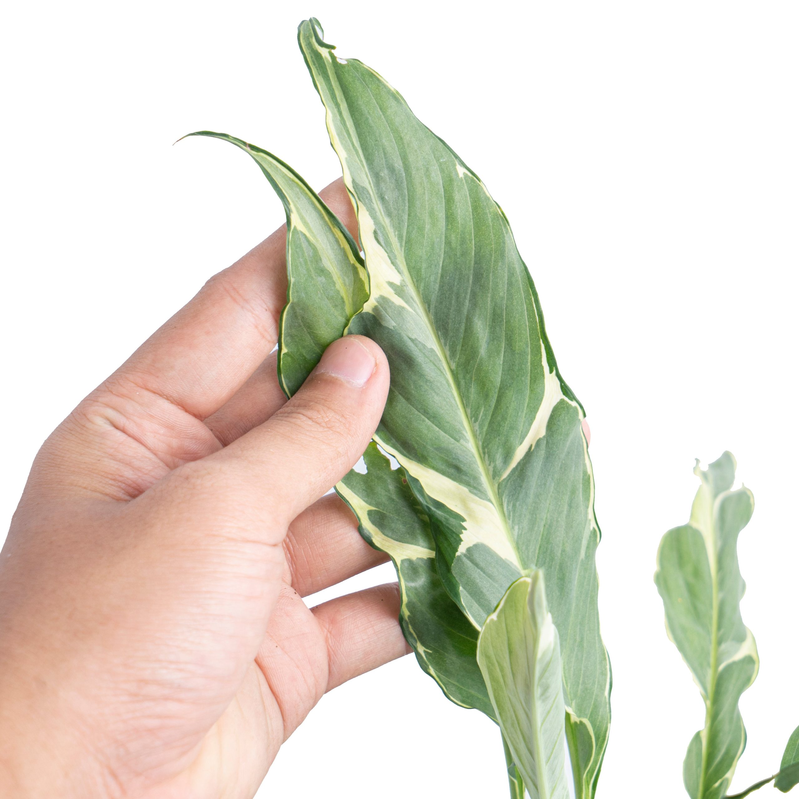 Spathiphyllum Hybrid Mutation Variegated - Image 3
