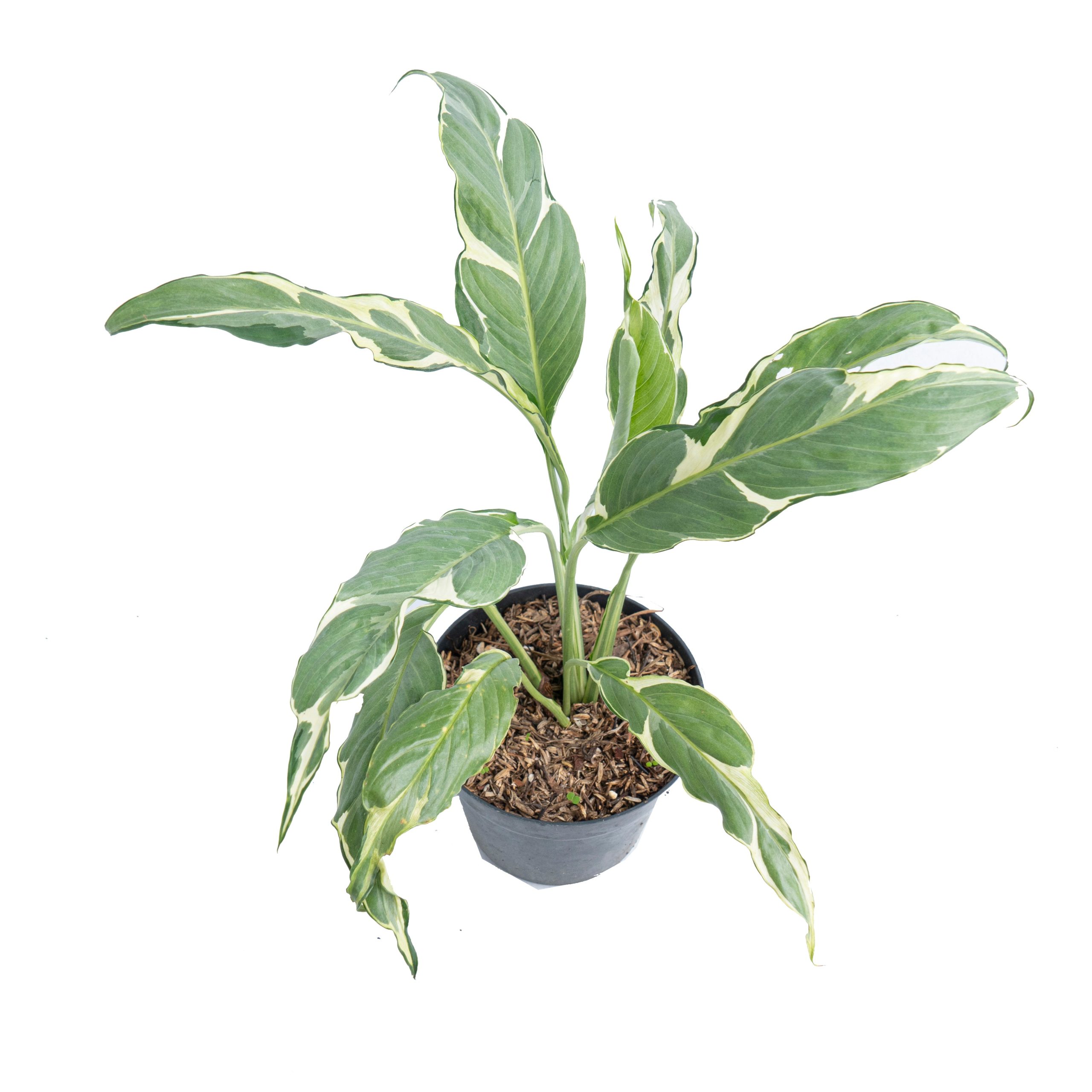 Spathiphyllum Hybrid Mutation Variegated - Image 4