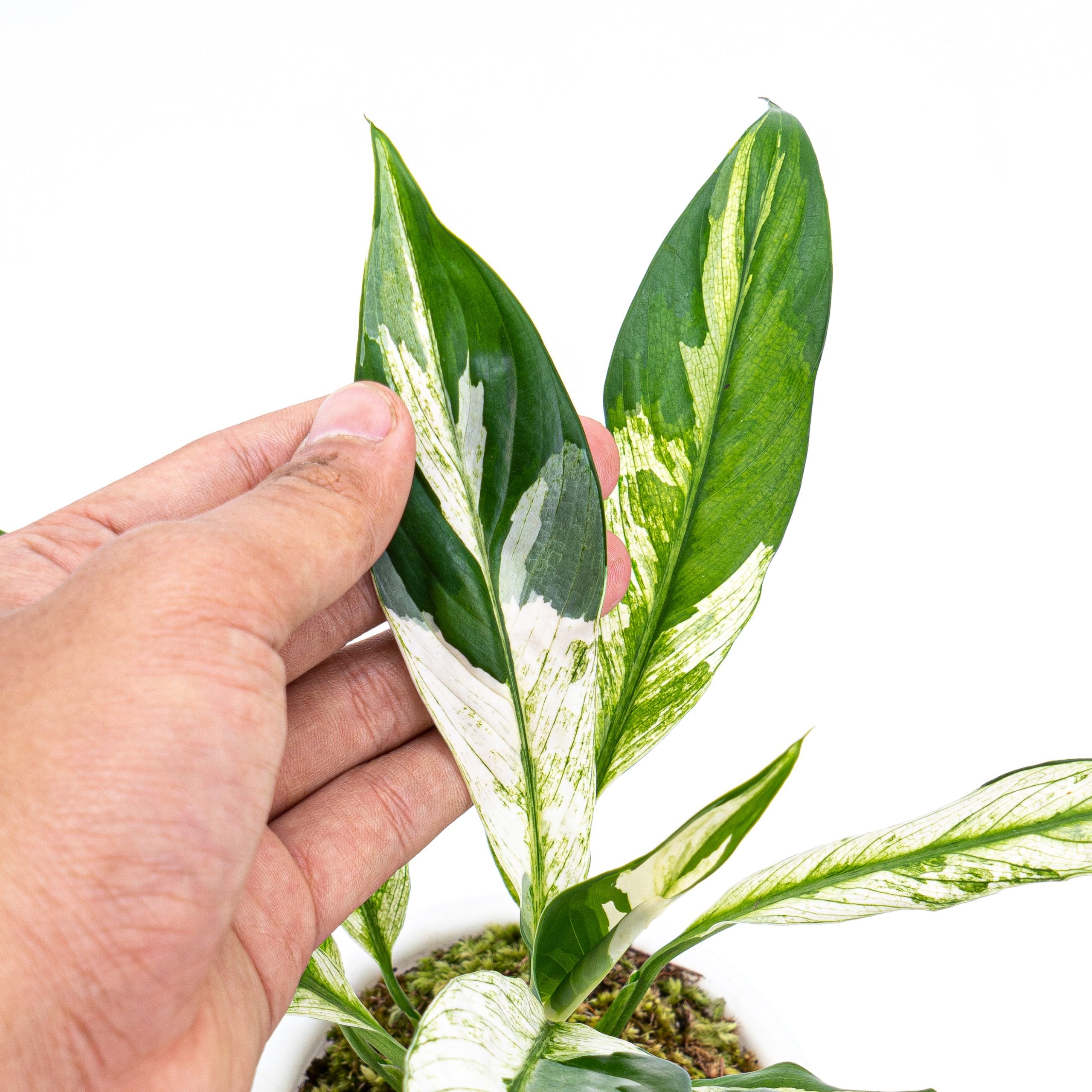Spathiphyllum Variegated - Image 2