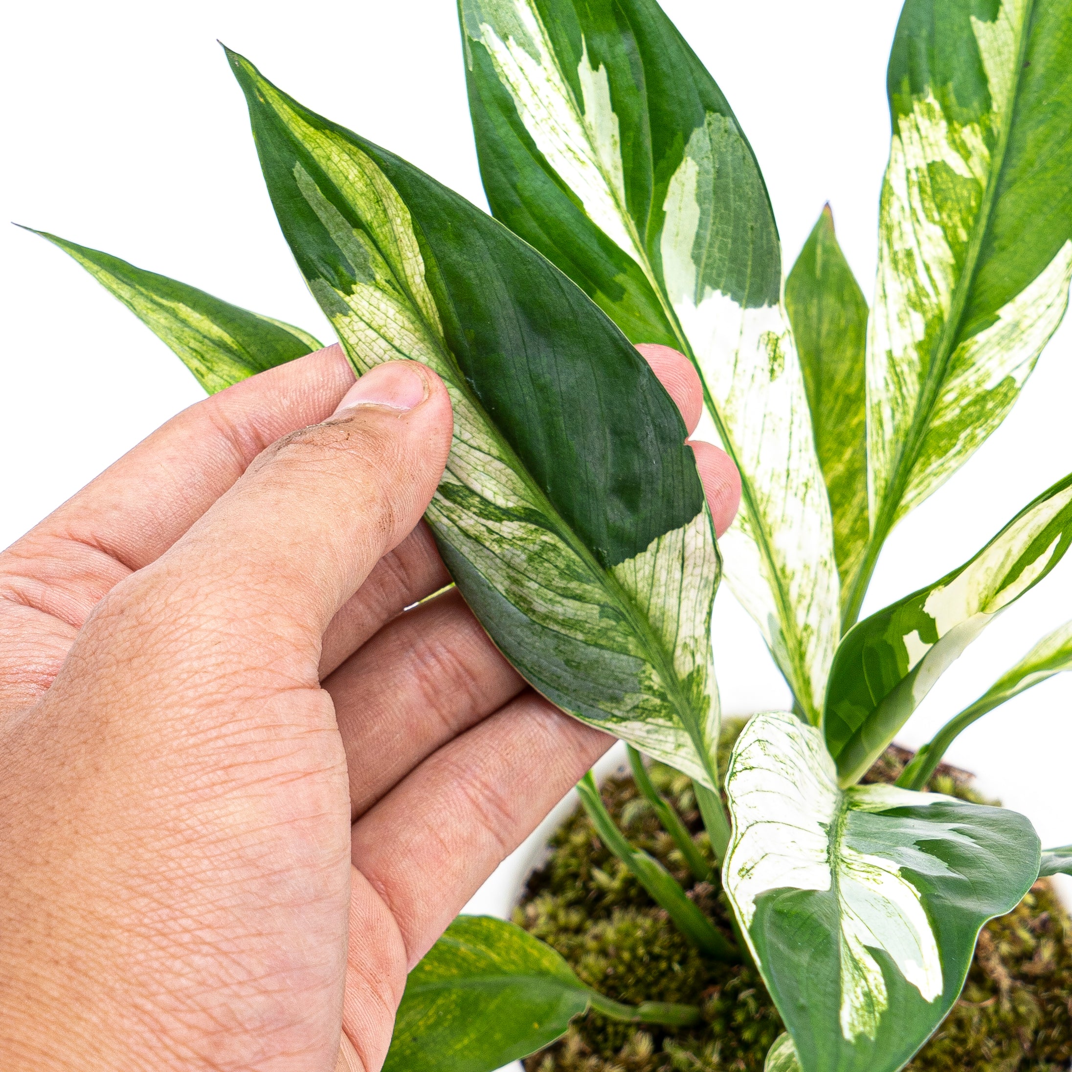 Spathiphyllum Variegated - Image 3