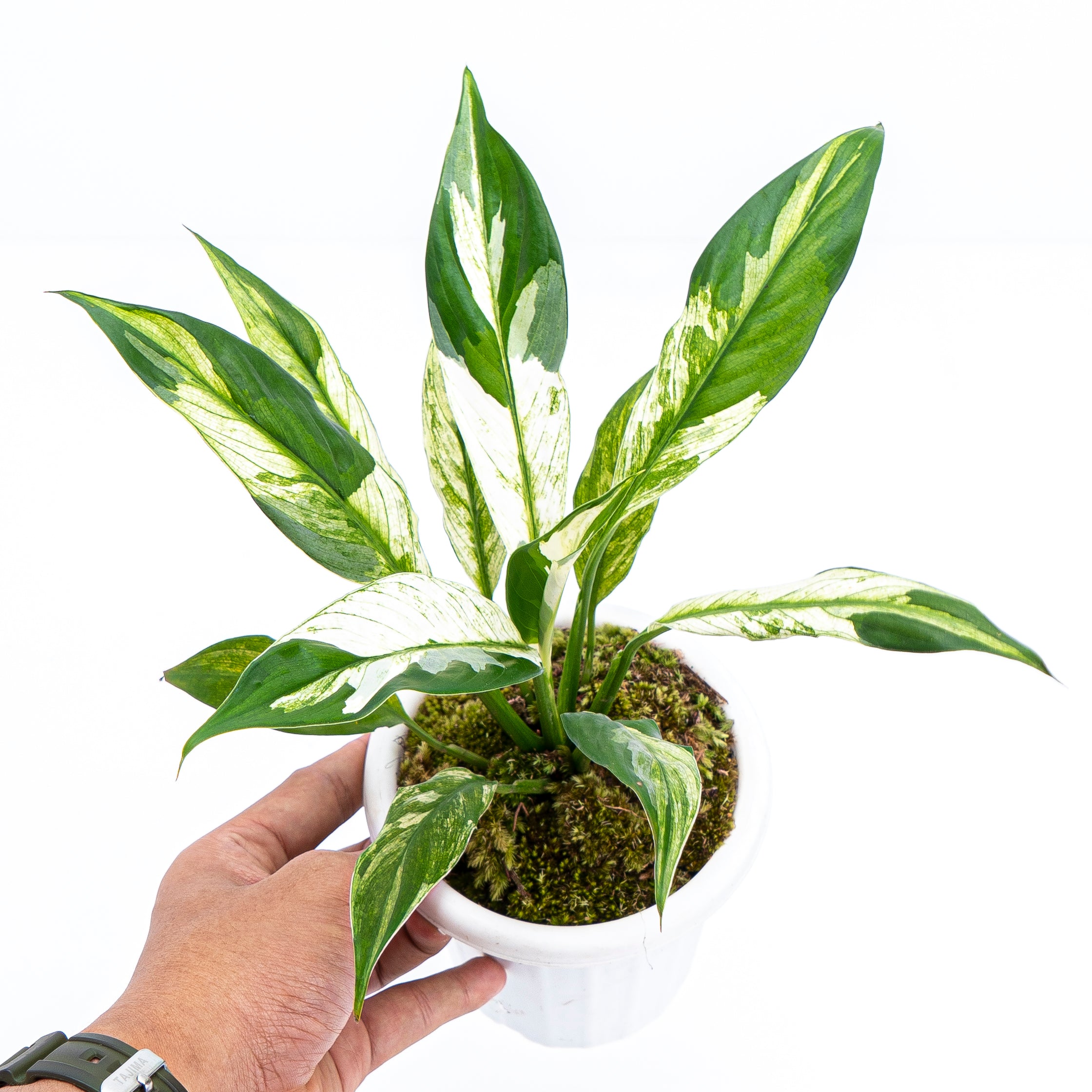 Spathiphyllum Variegated - Image 4