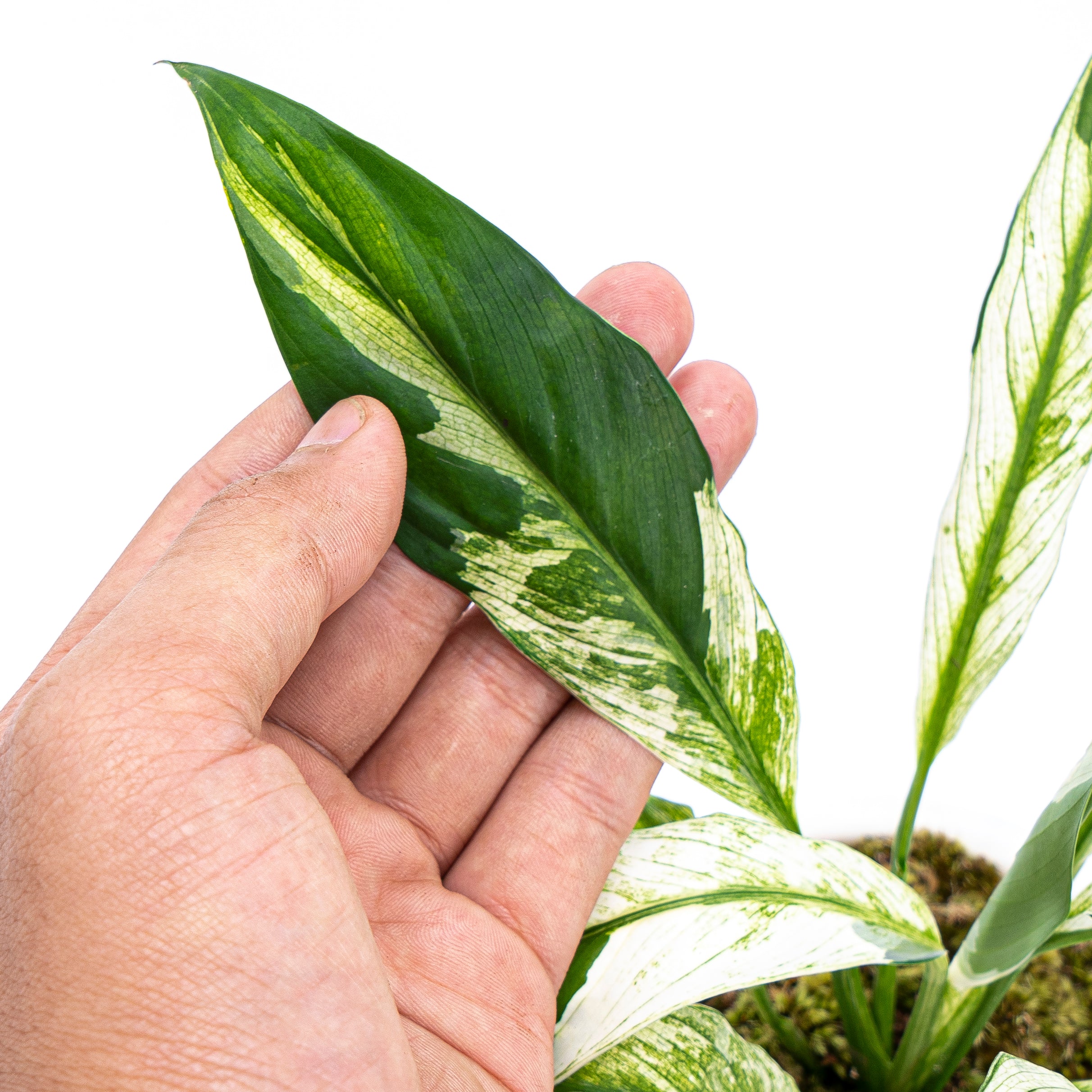 Spathiphyllum Variegated - Image 5