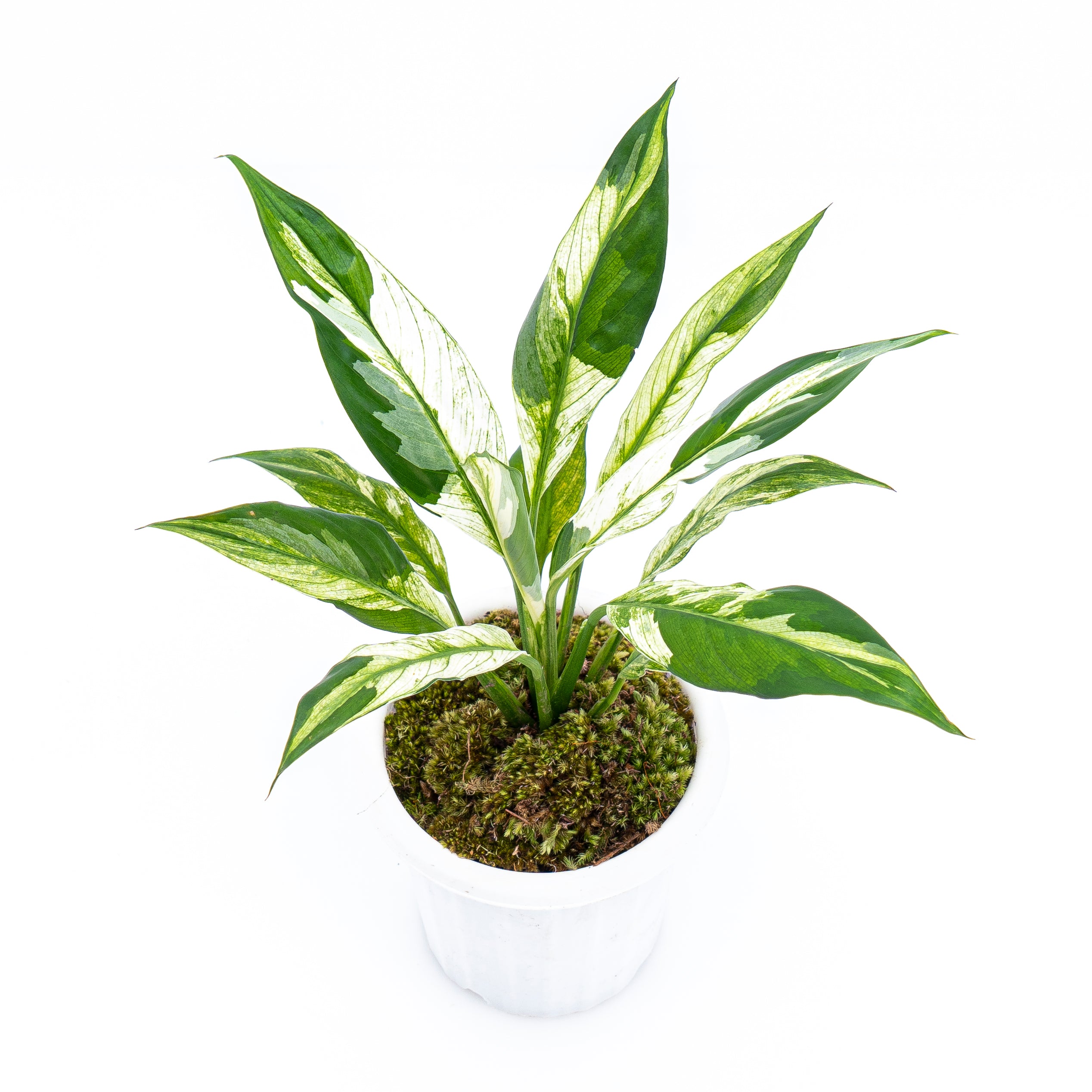 Spathiphyllum Variegated - Image 6