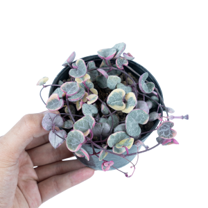 Ceropegia Woodii Variegated ‘String of Hearts’